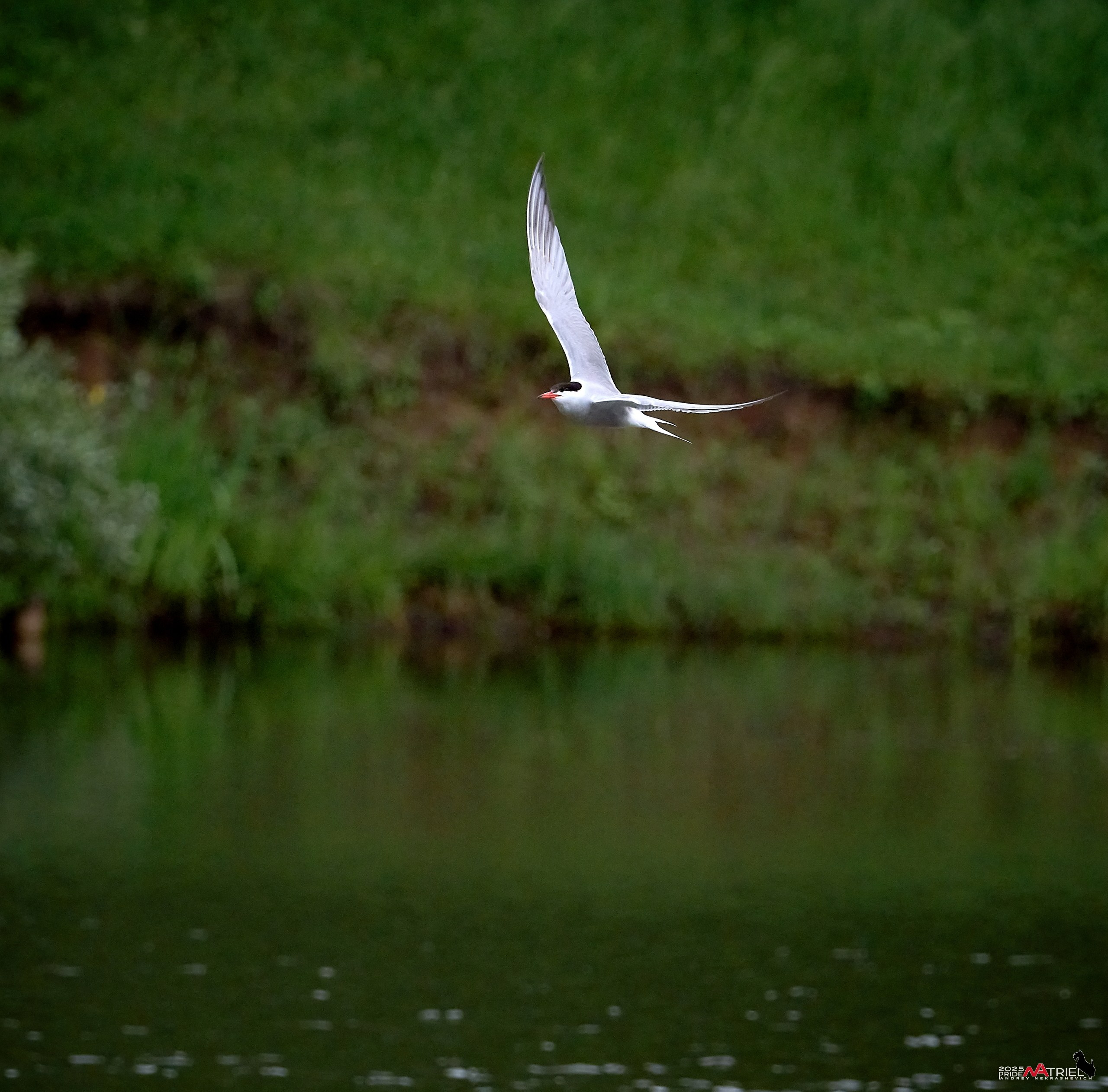 Съемка в парке на воде