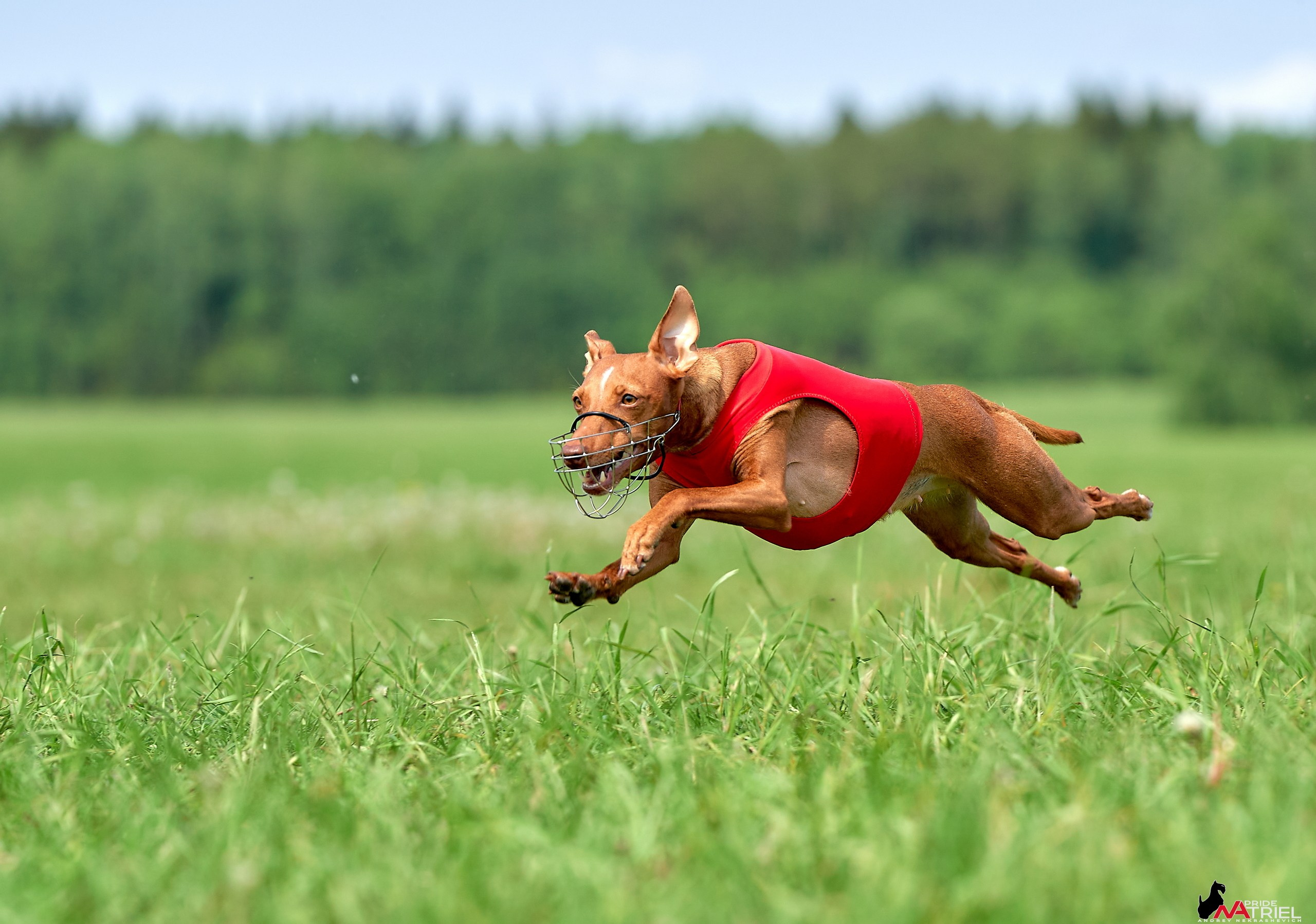 Съемка курсинг — галерея NATRIEL