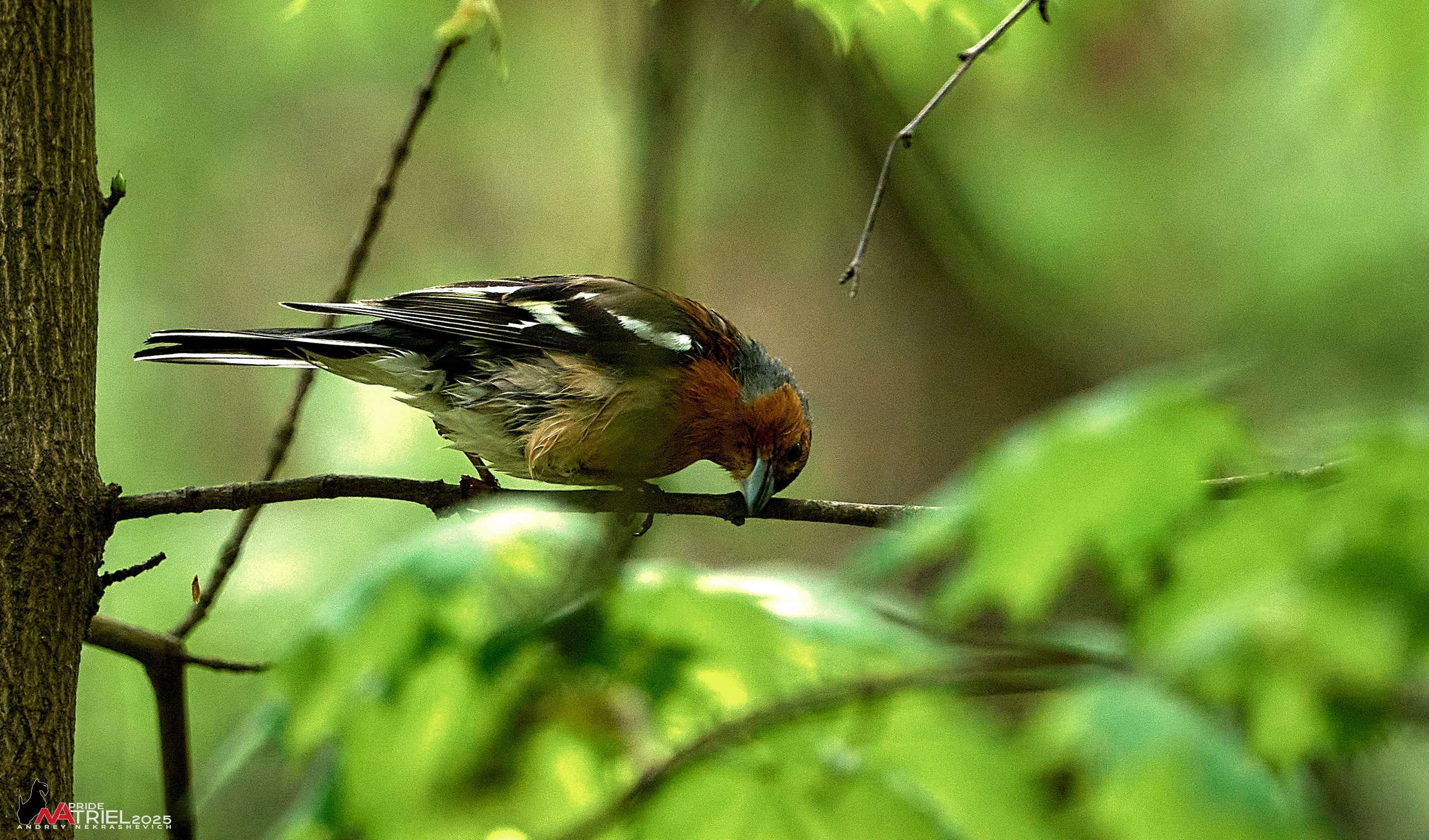 Съемка в майском лесу