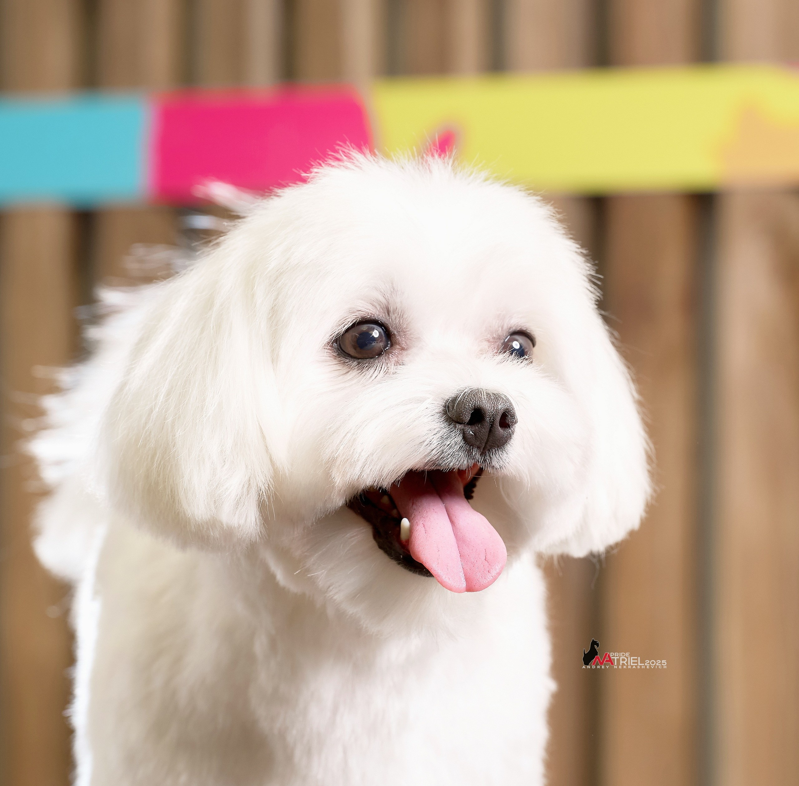 Репортаж GROOM с мобильным светом