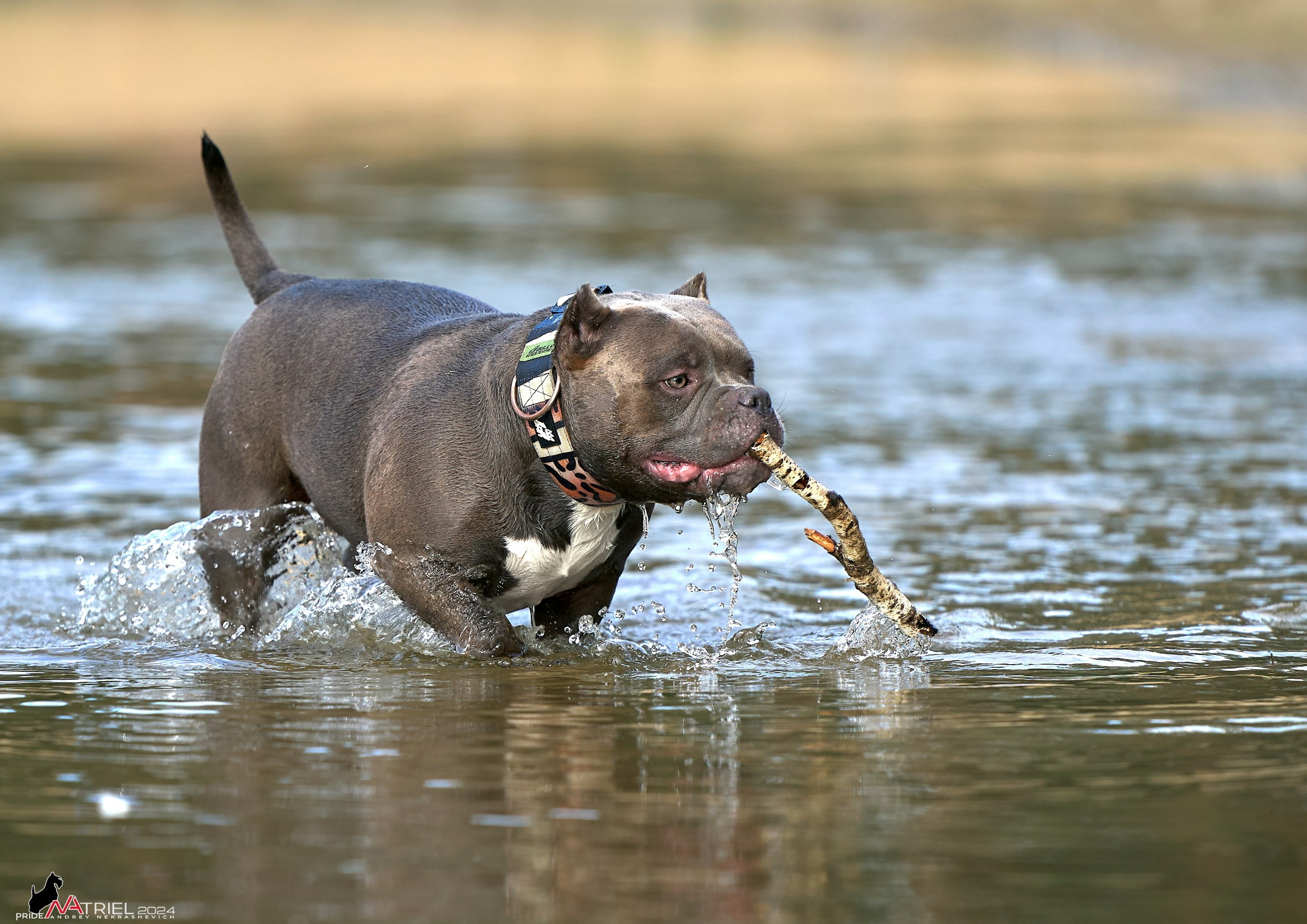 Фотопрогулка с булли