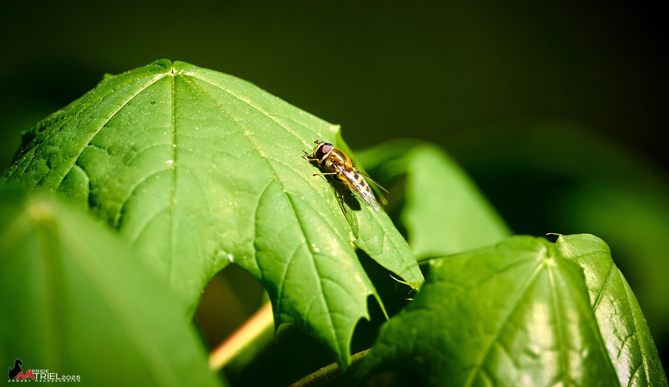 Съемка в майском лесу