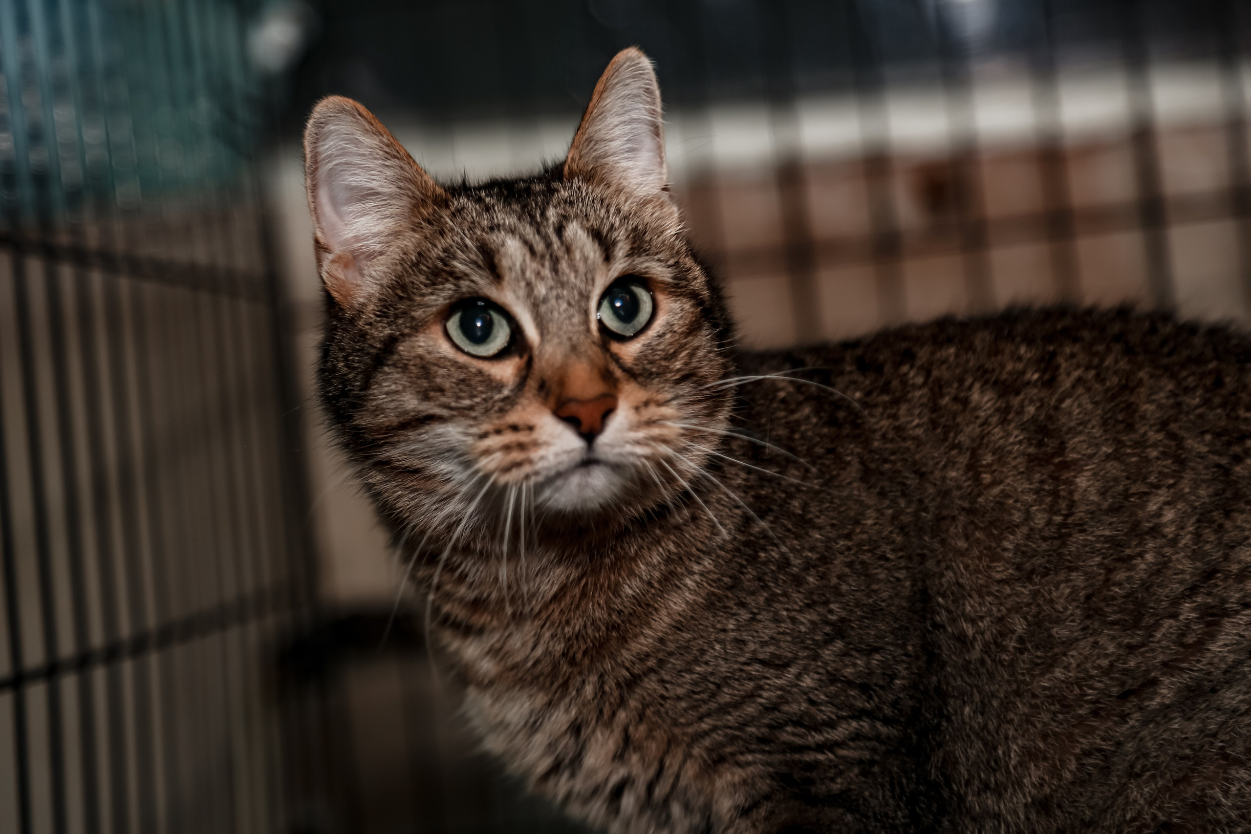 Приют Кошкин Дом Филимоша. Ваш фотограф в Оренбурге Рощупкина Екатерина