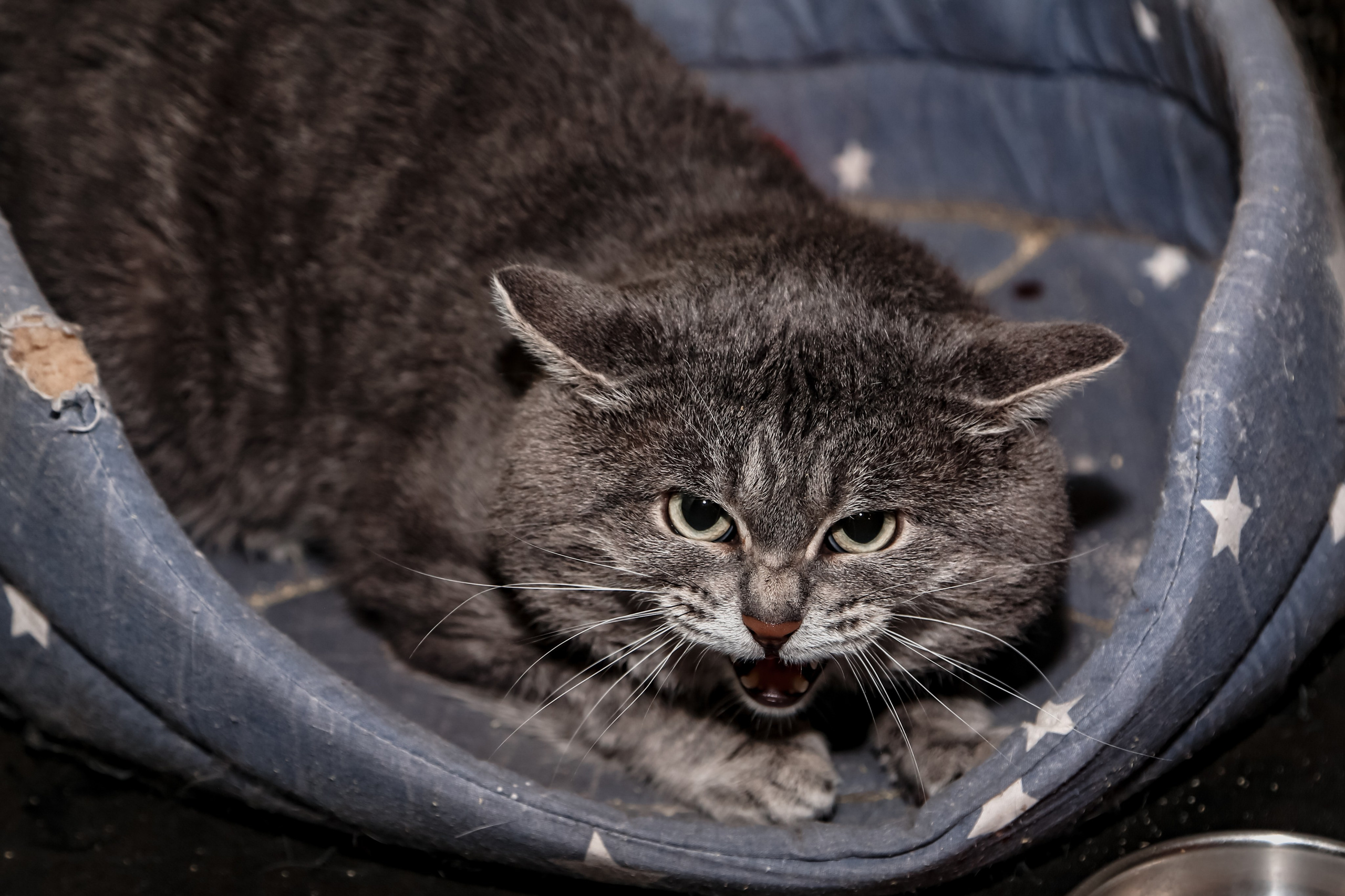 Приют Кошкин Дом Филимоша. Ваш фотограф в Оренбурге Рощупкина Екатерина