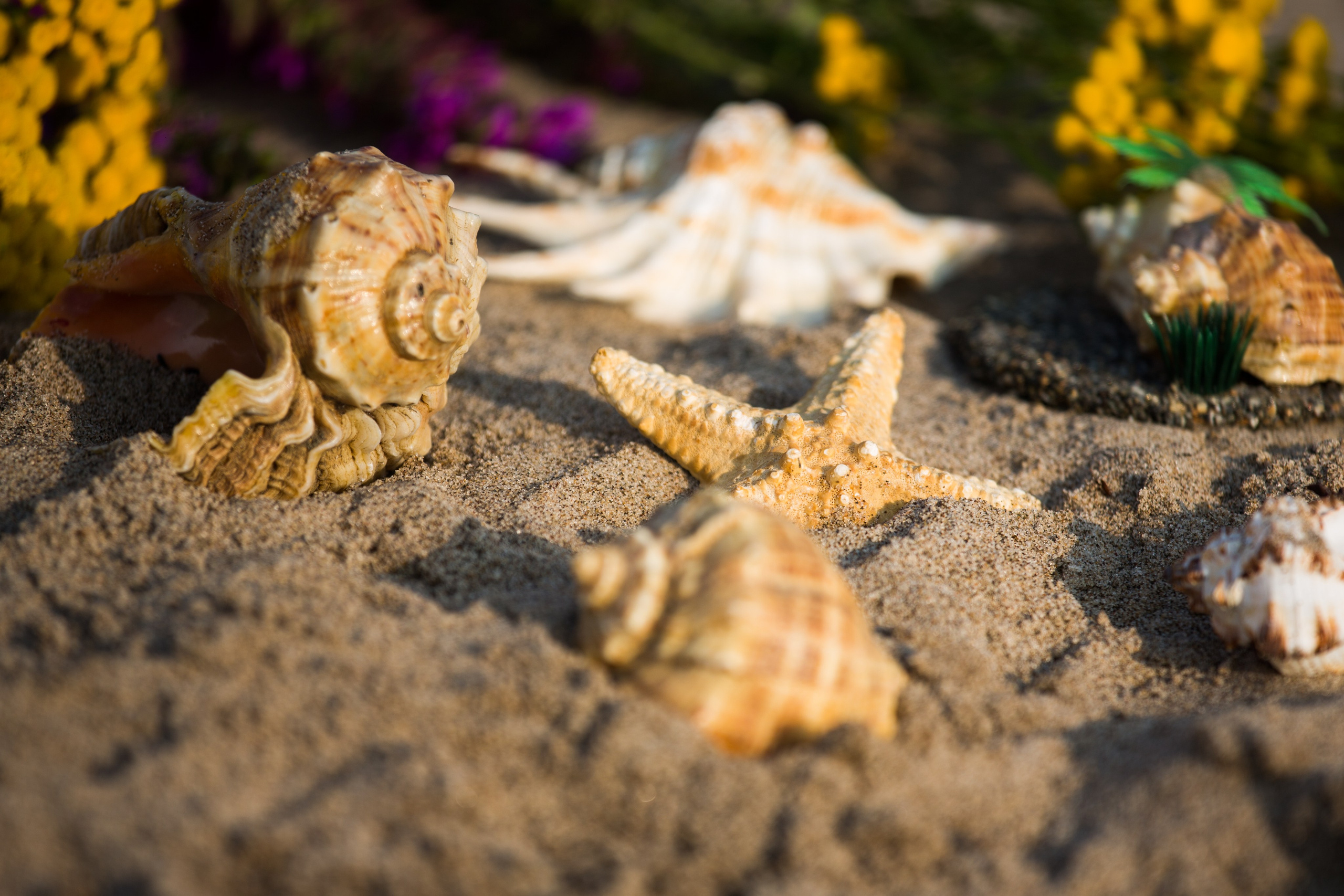 ракушки на песке