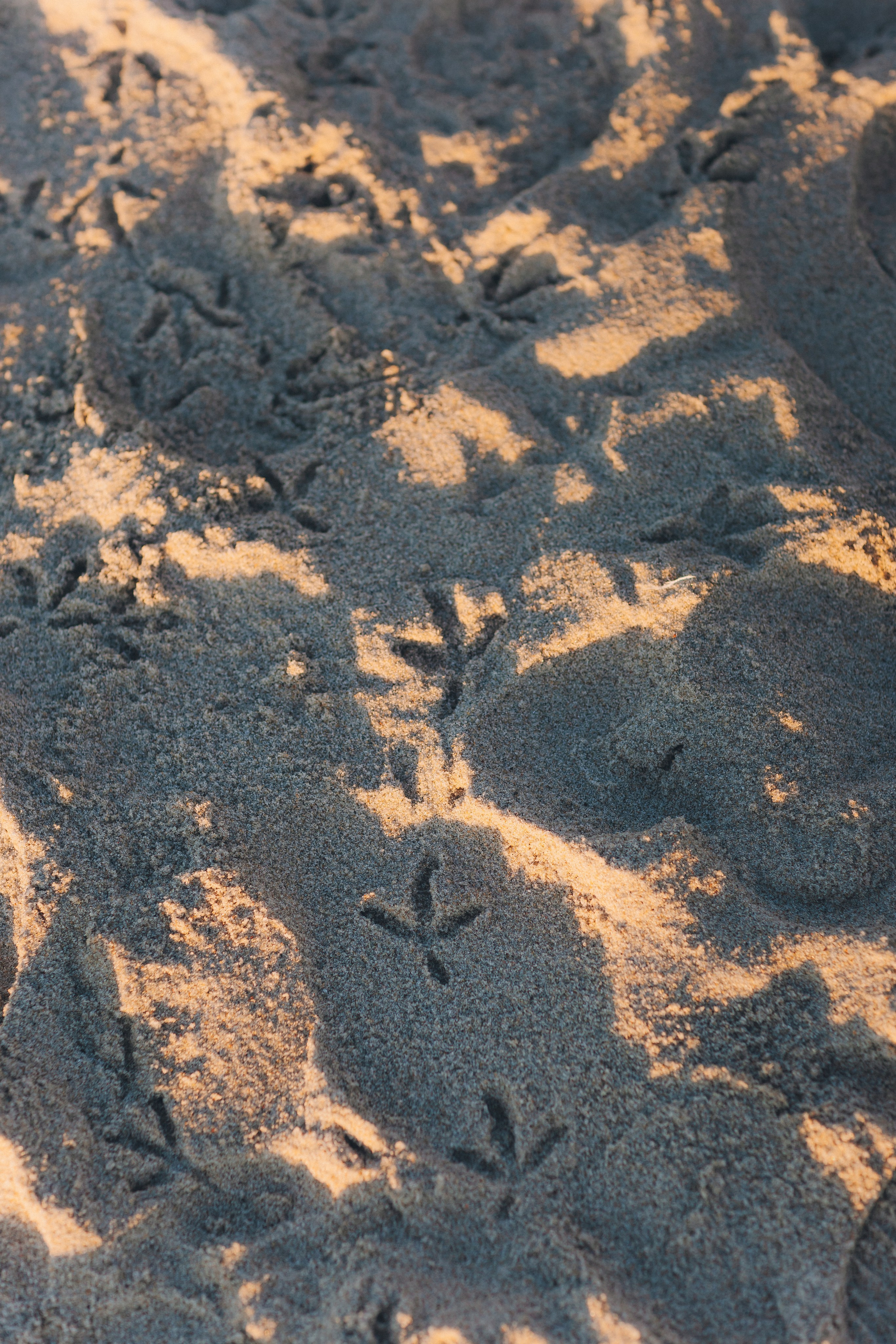 Море + ветер + чайки = Балтика. Фотограф Зеленоградск Красильникова Елена