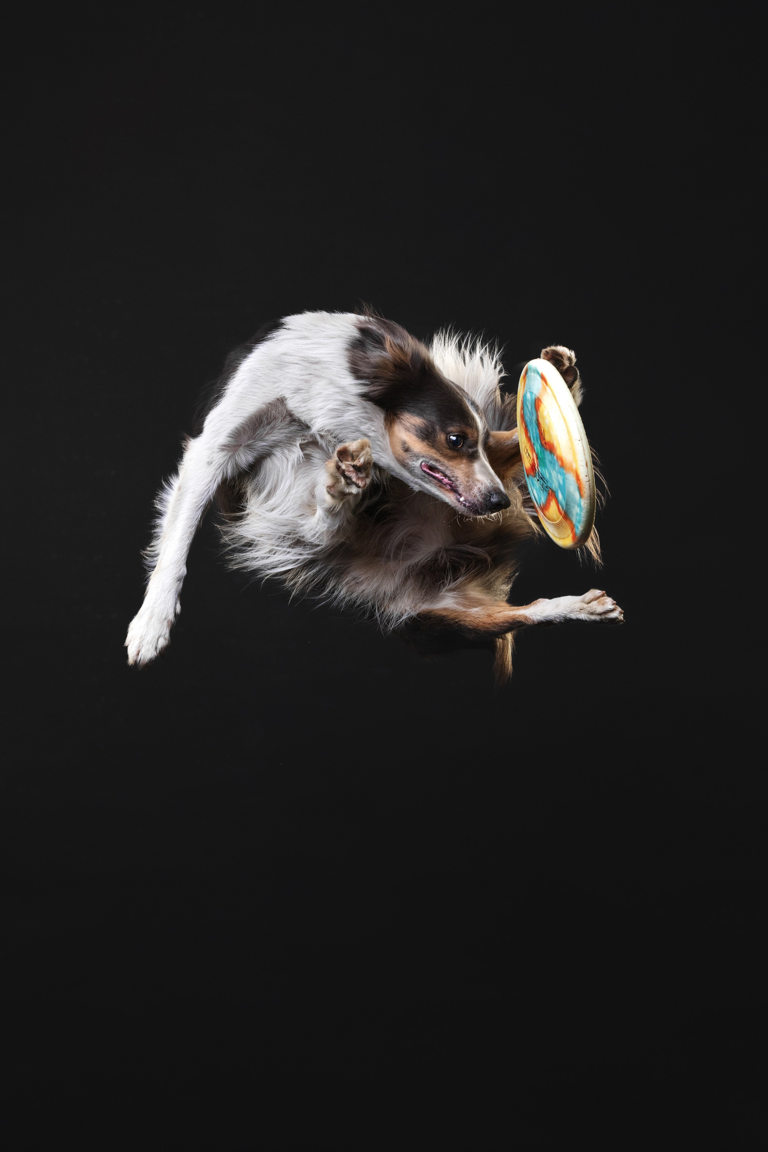 Бордер колли. Фотограф анималист Осипчикова Мария