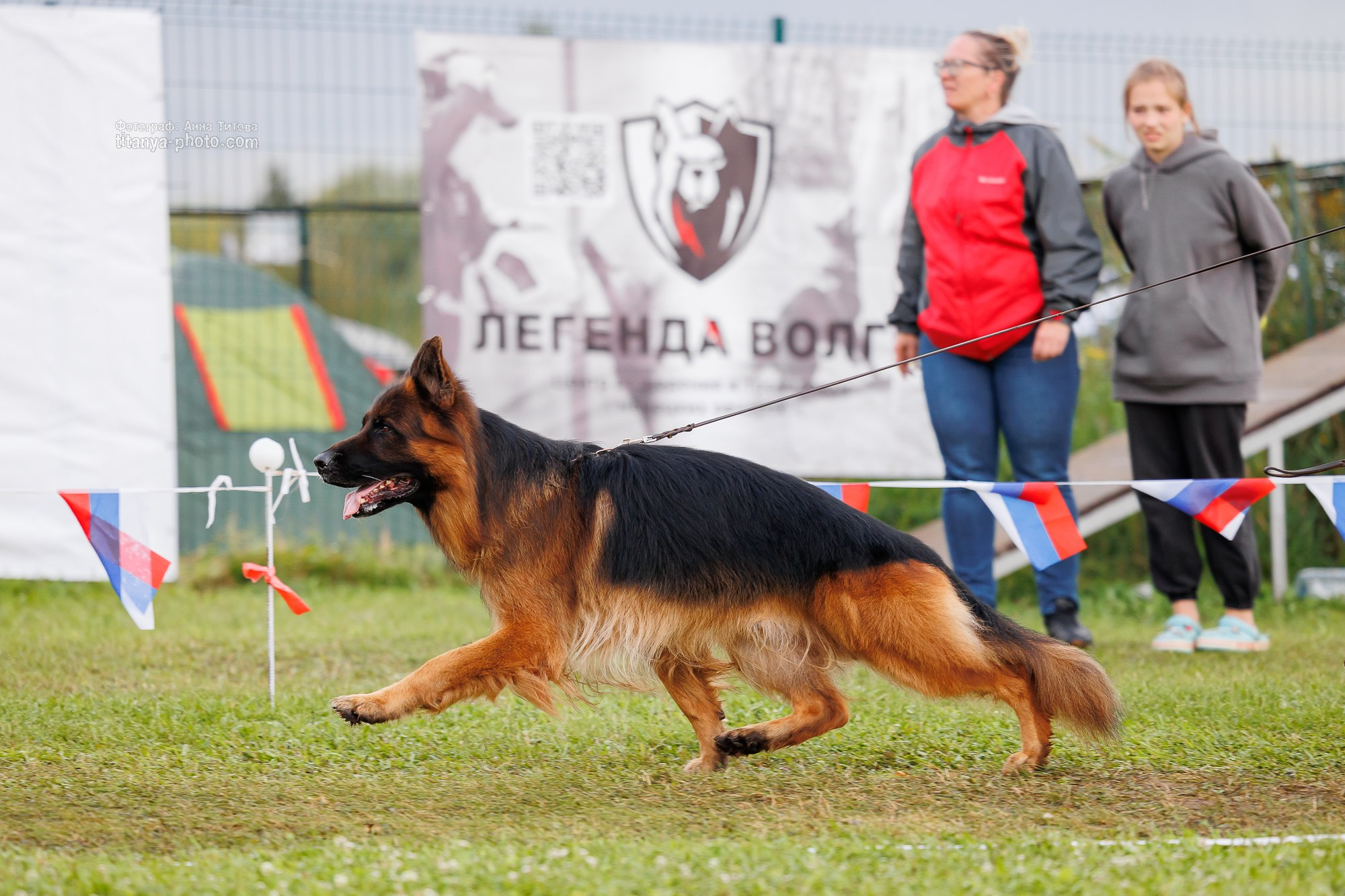 Немецкие овчарки: фото из рингов и вне ринга, мутпроба (фотографии с выставок). Фотограф собак, фотограф-анималист Аня Титова (Titanya). Москва
