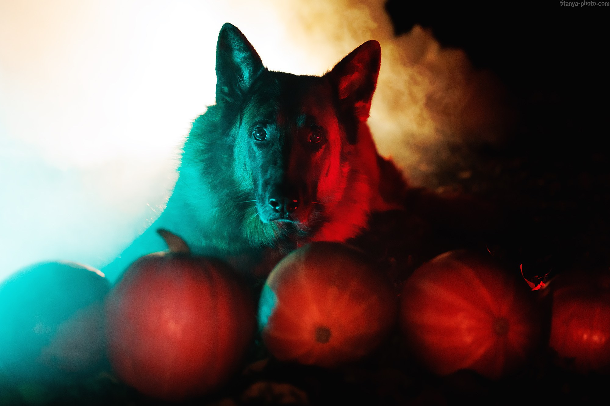Happy Halloween!. Фотограф собак, фотограф-анималист Аня Титова (Titanya). Москва