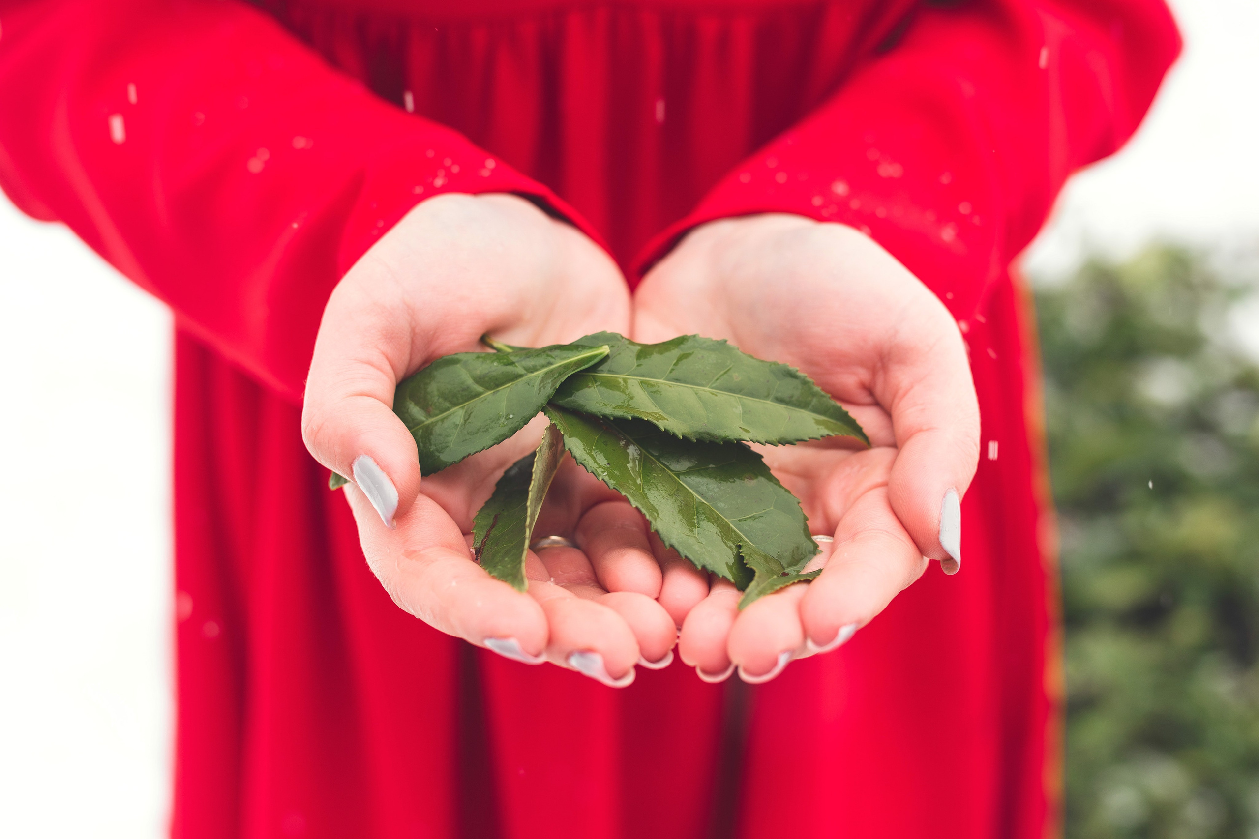 Анна. Чайные плантации. Портретный фотограф Санкт-Петербург