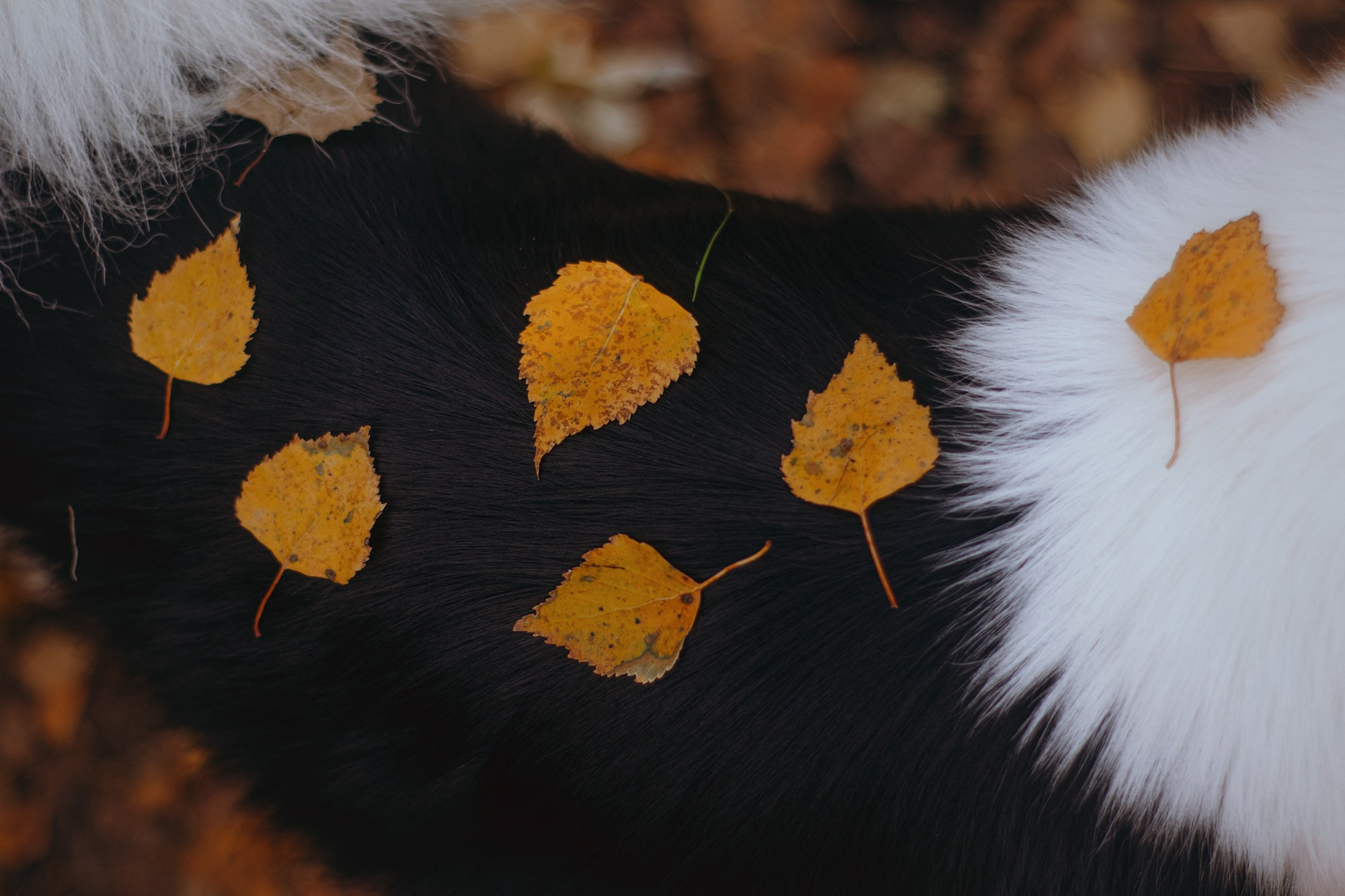 Ликёр. Фотограф в Тюмени Лизавета Сапицкая