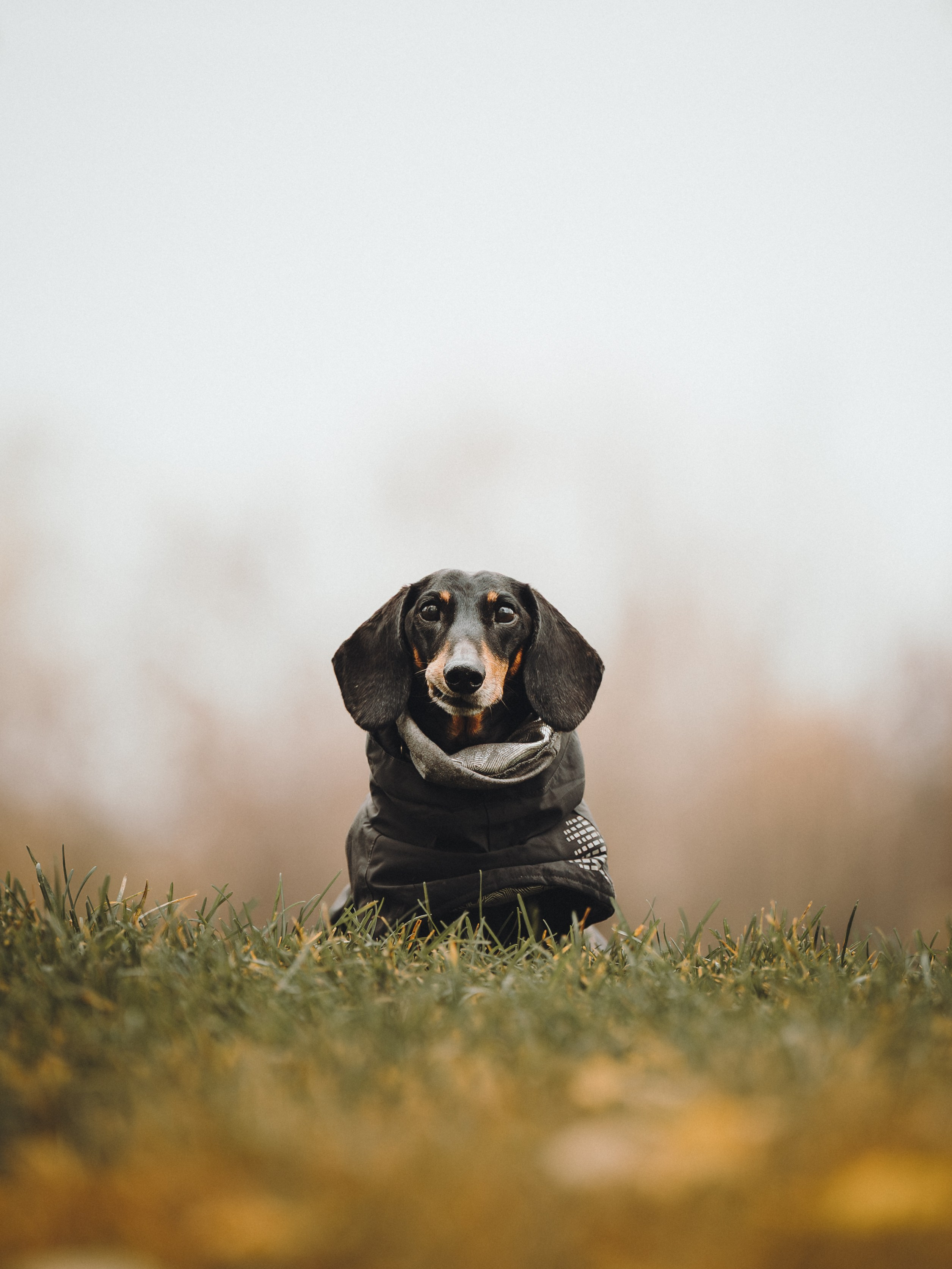 Аня, Оскар и Яр. Семейный фотограф анималист Ананьева Мария — Москва
