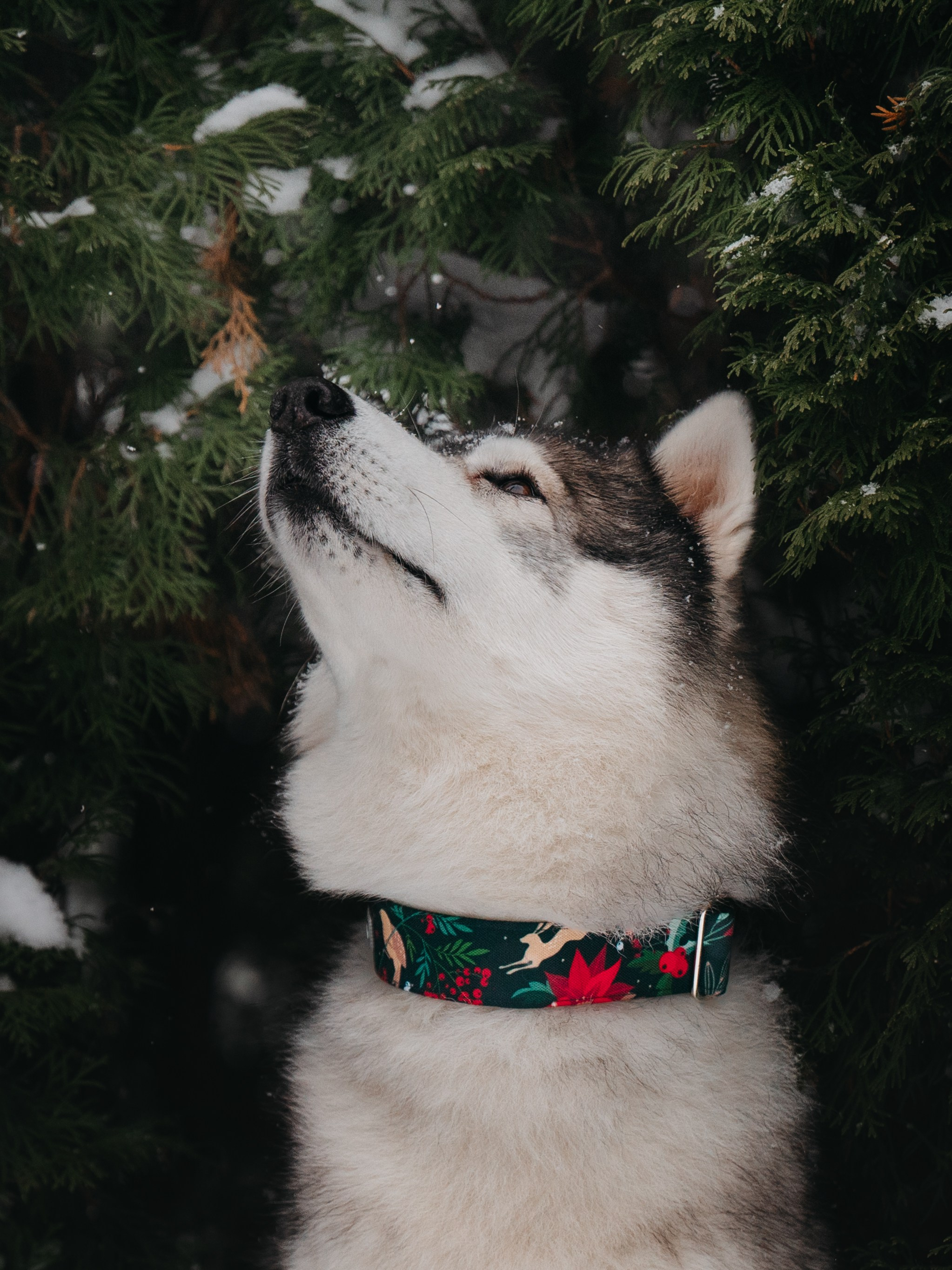 Bender&Frai. Зимняя коллекция. Семейный фотограф анималист Ананьева Мария — Москва
