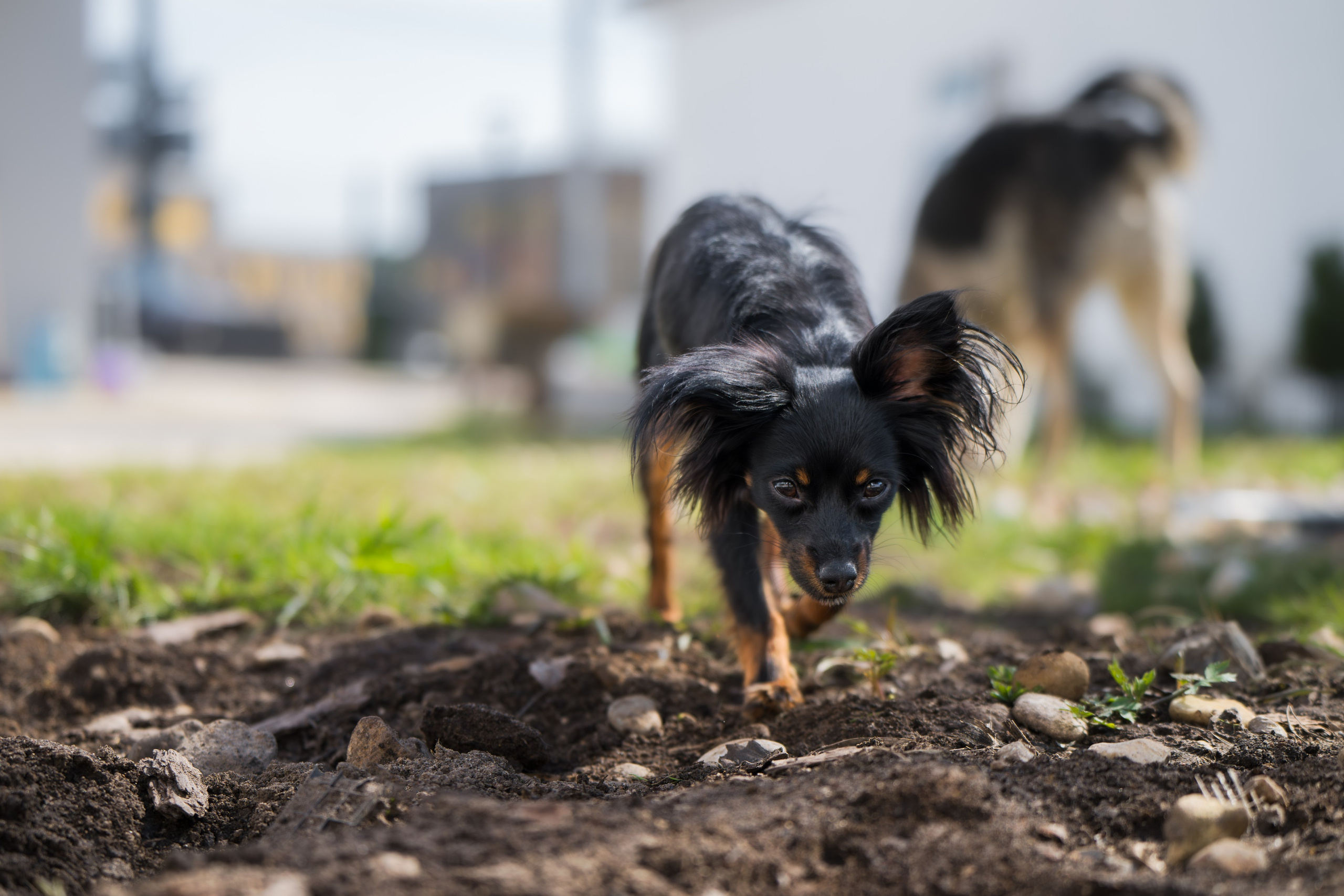 Домашняя съемка. Фотограф Анималист в Москве Анастасия Жучкова
