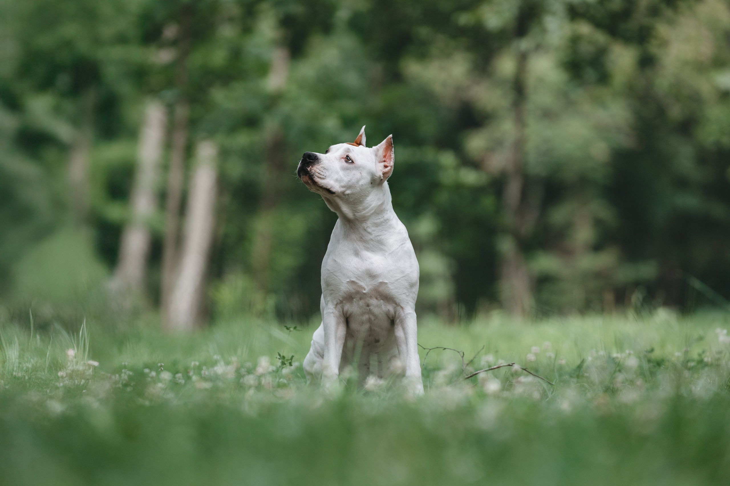 Американский стаффордширский терьер. Фотограф Анималист в Москве Анастасия Жучкова