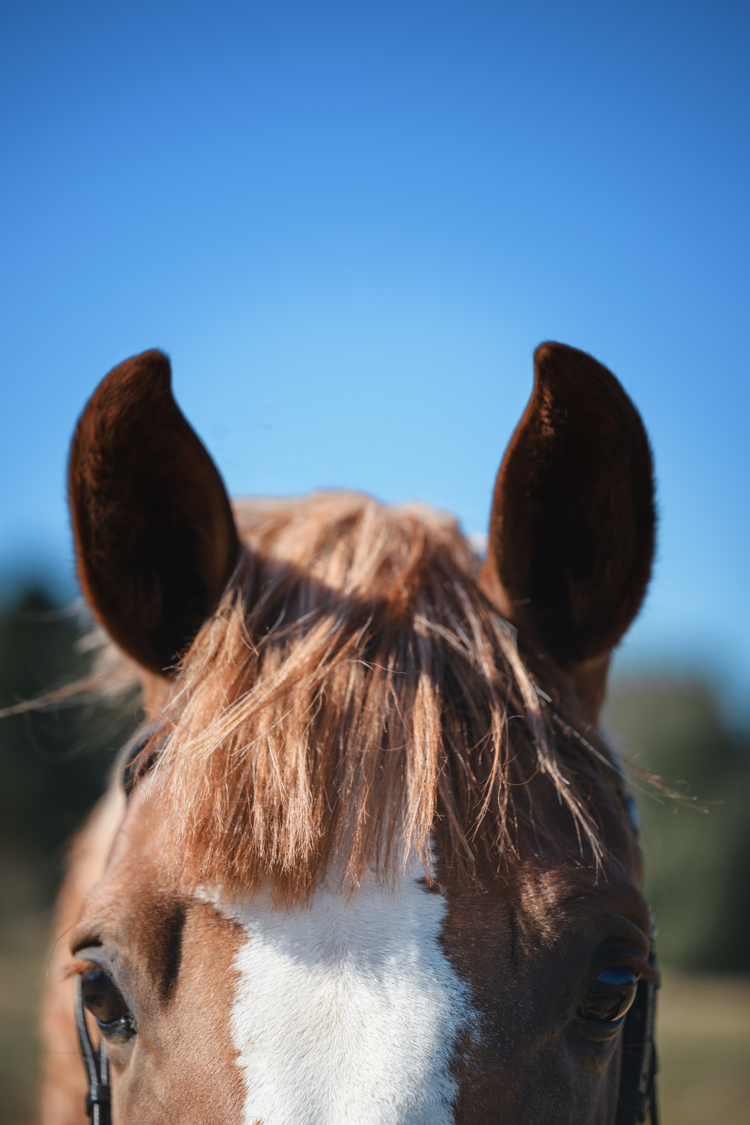 Виктория и Лео. Фотограф Анималист в Москве Анастасия Жучкова