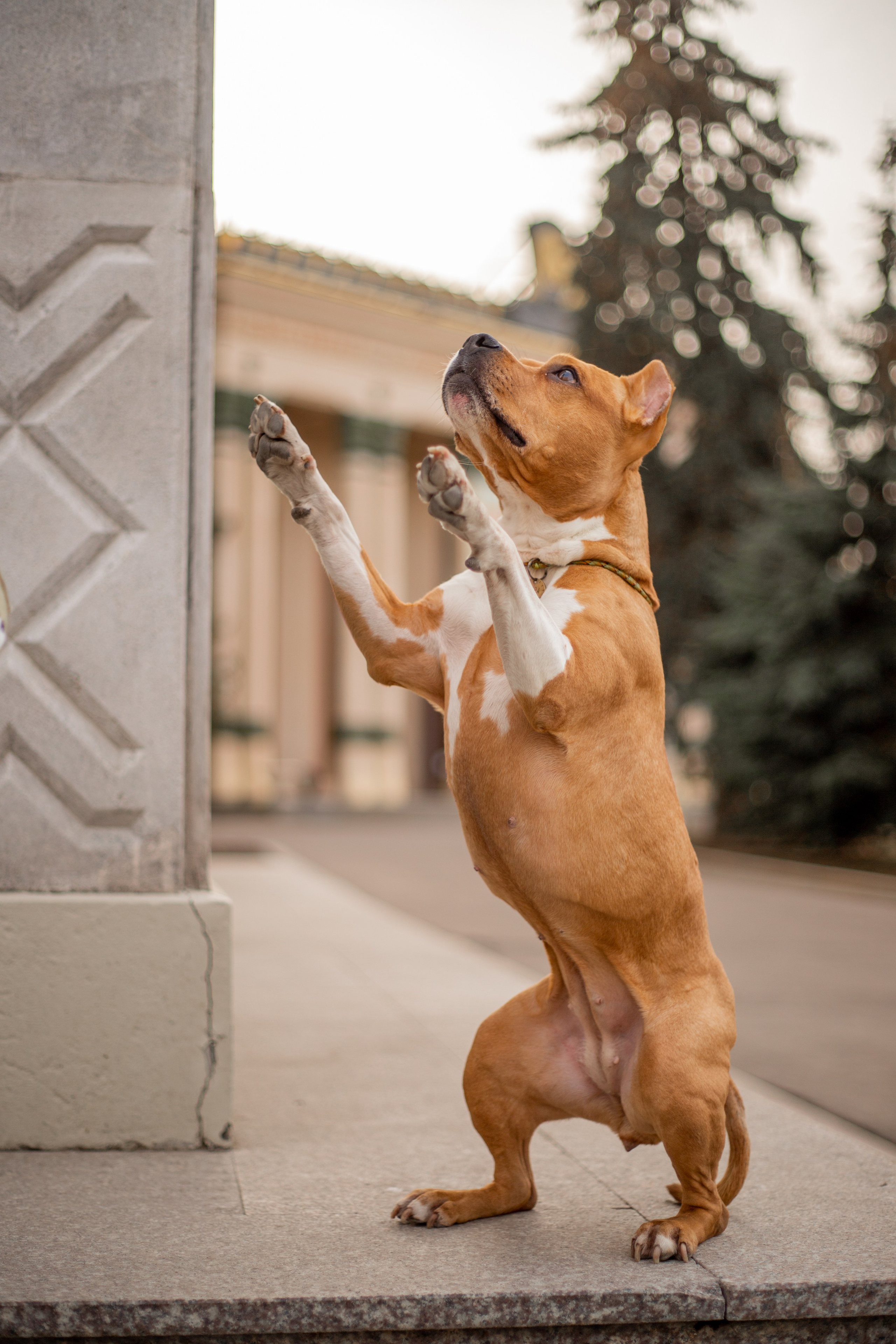 Домашние питомцы. Фотосессии с лошадьми в Москве и МО