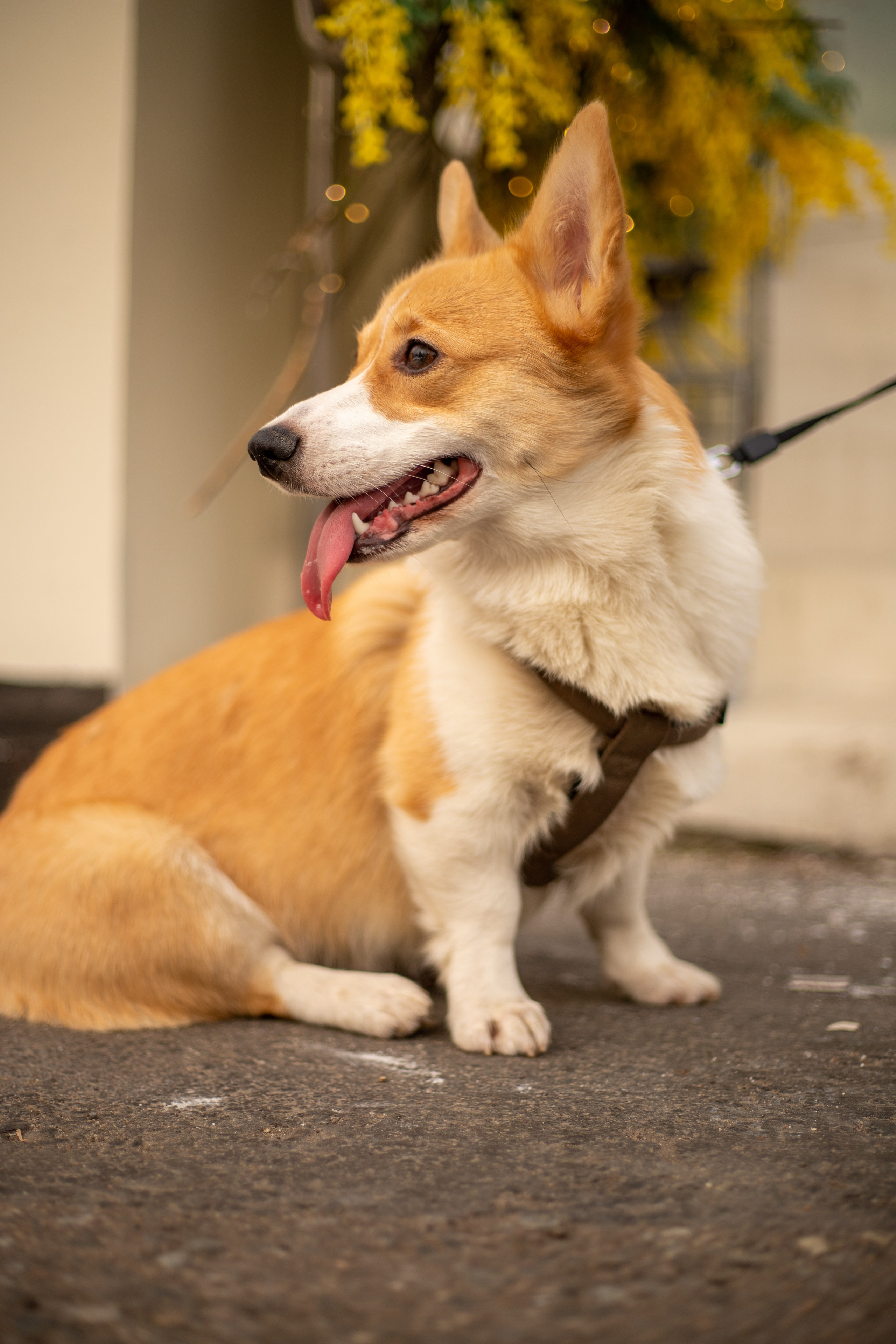 Домашние питомцы. Фотосессии с лошадьми в Москве и МО