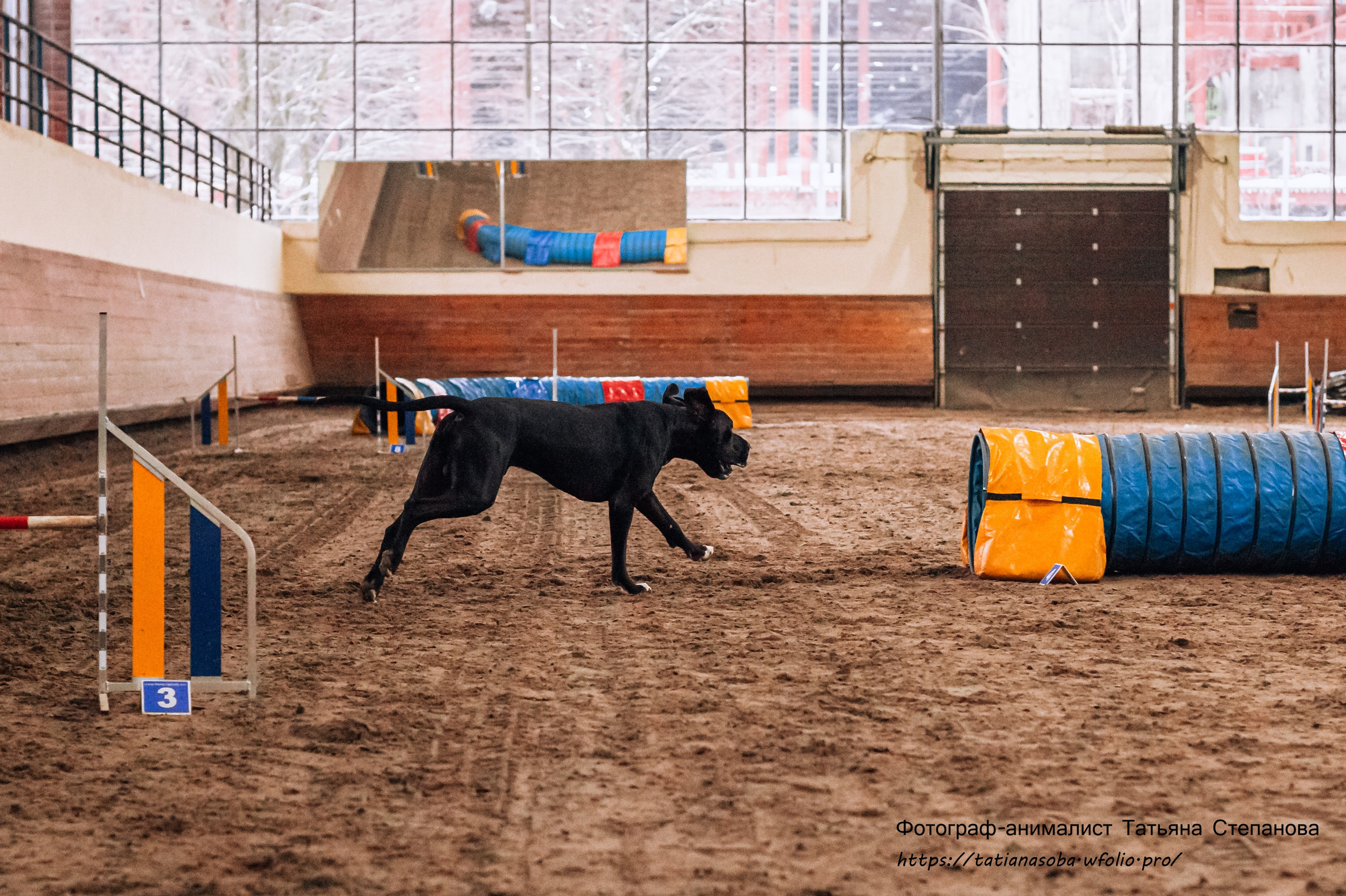 Соревнования по Аджилити 25.02.2024. Фотограф-анималист Татьяна Степанова