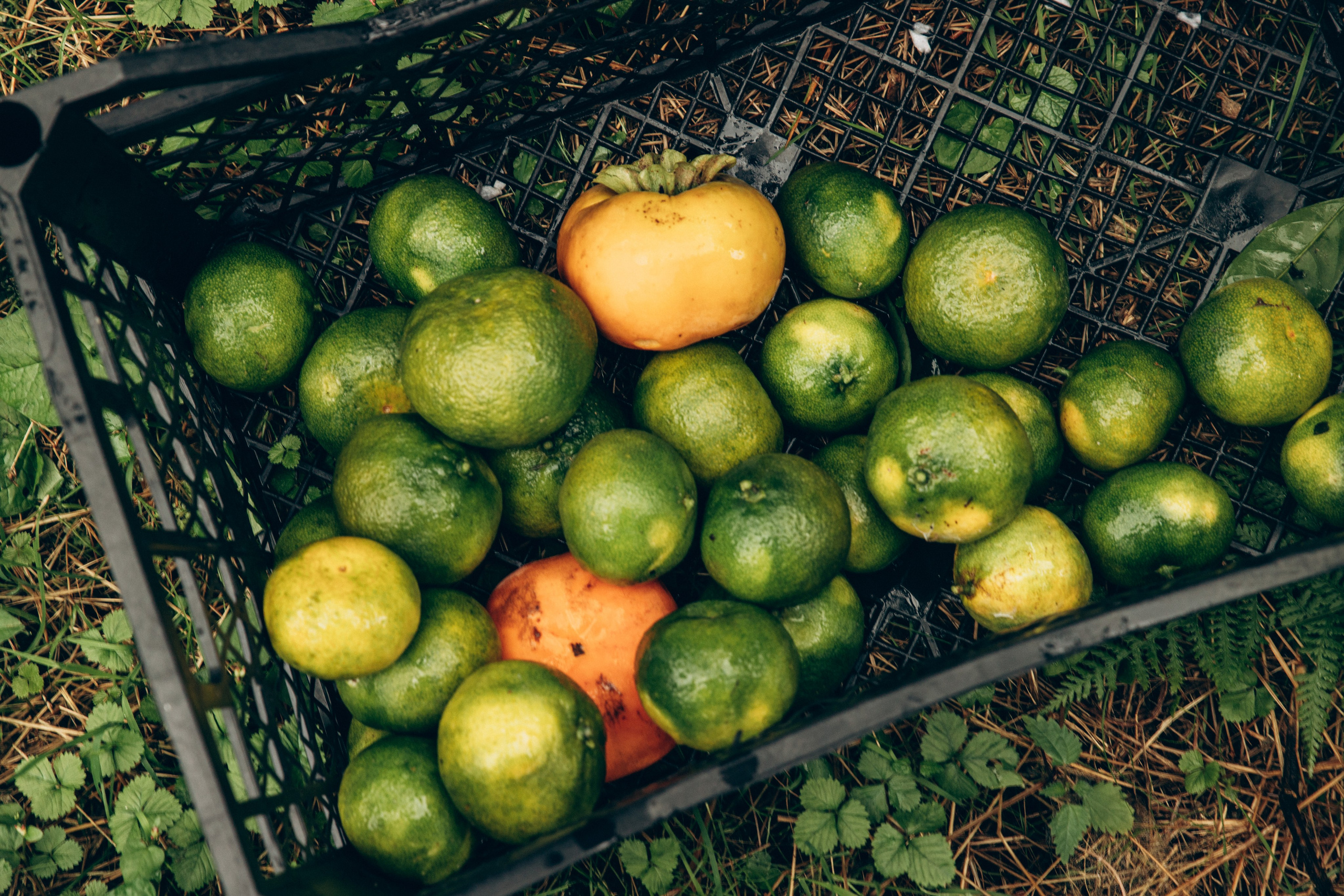 Грузия. Репортажный и детский фотограф в Минске