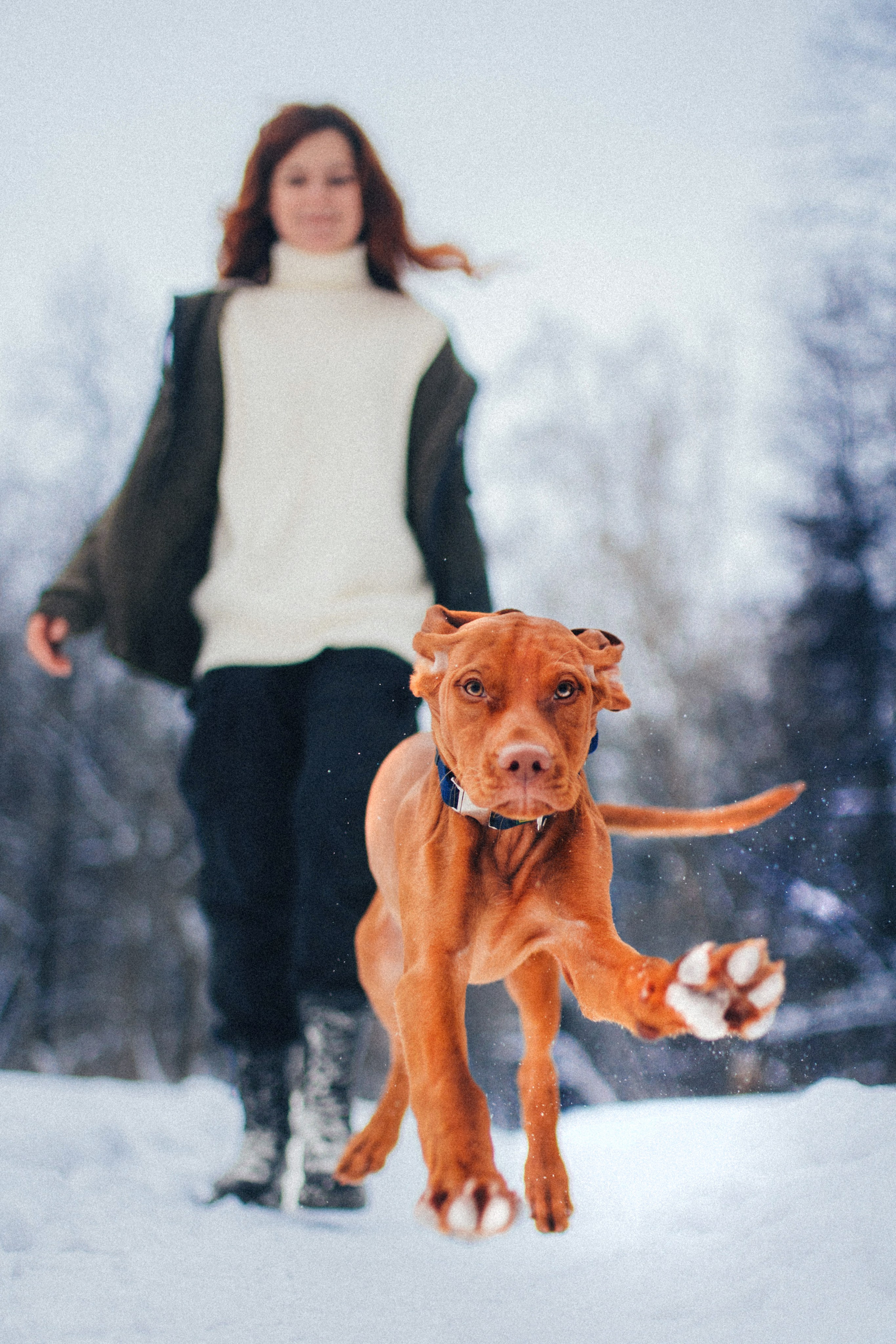 Фотосессии с собаками. Главная