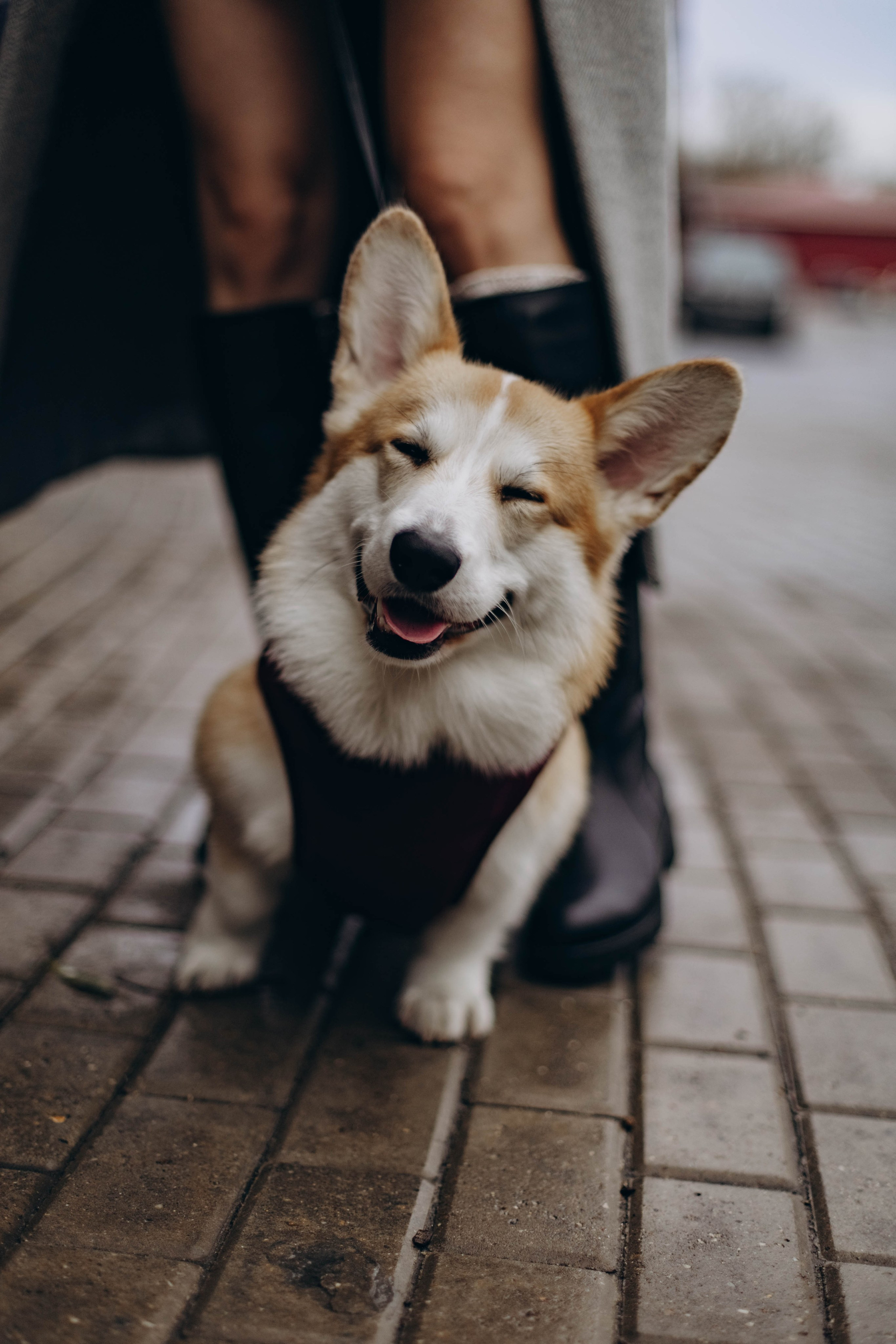 Ксюша и Коржик. Семейный фотограф Москва Ирина Малышева