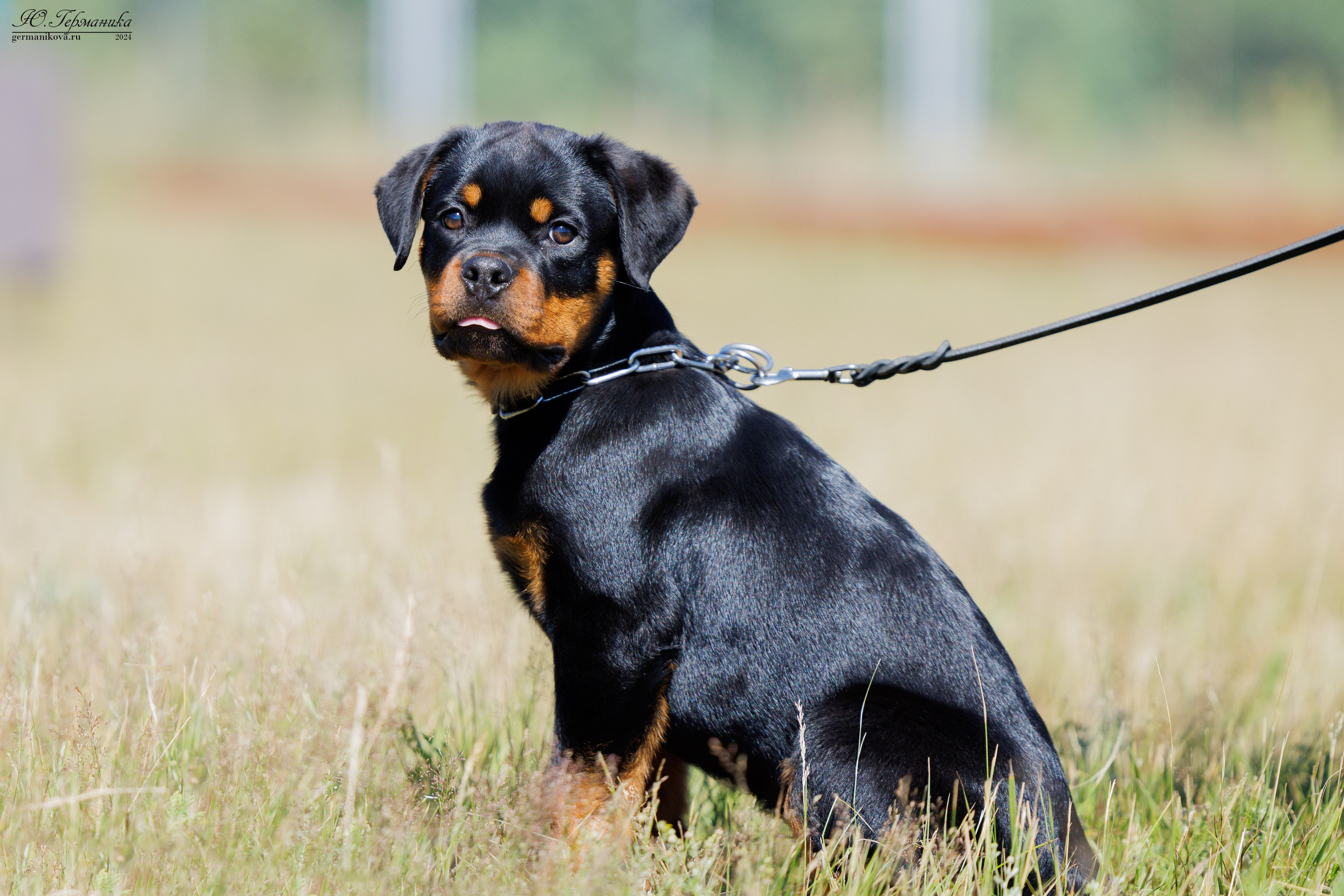 ПК и КЧК ротвейлеры Тверь 6-7.07.2024. Фотограф-анималист Юлия Германика