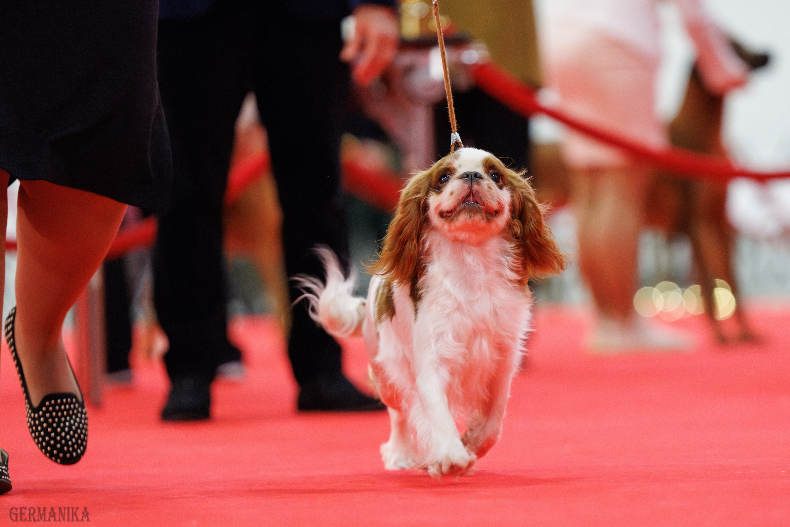 Лучшие Собаки России 17-18.02.2024. Фотограф-анималист Юлия Германика