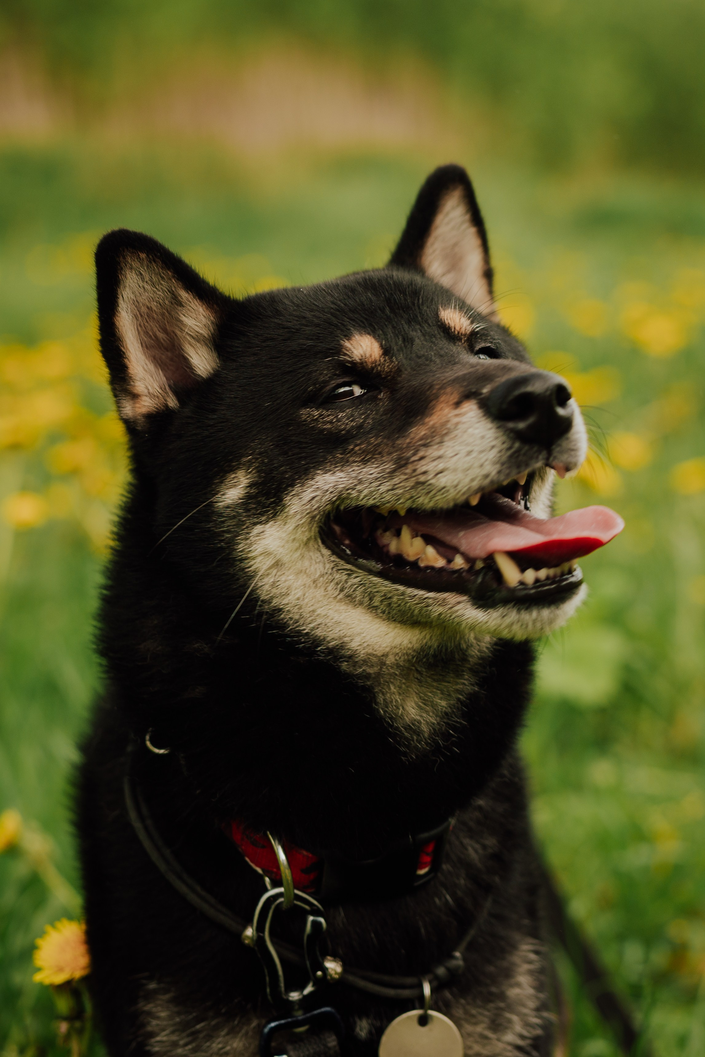 Животные. Фотограф в Санкт-Петербурге и Ленинградской области
