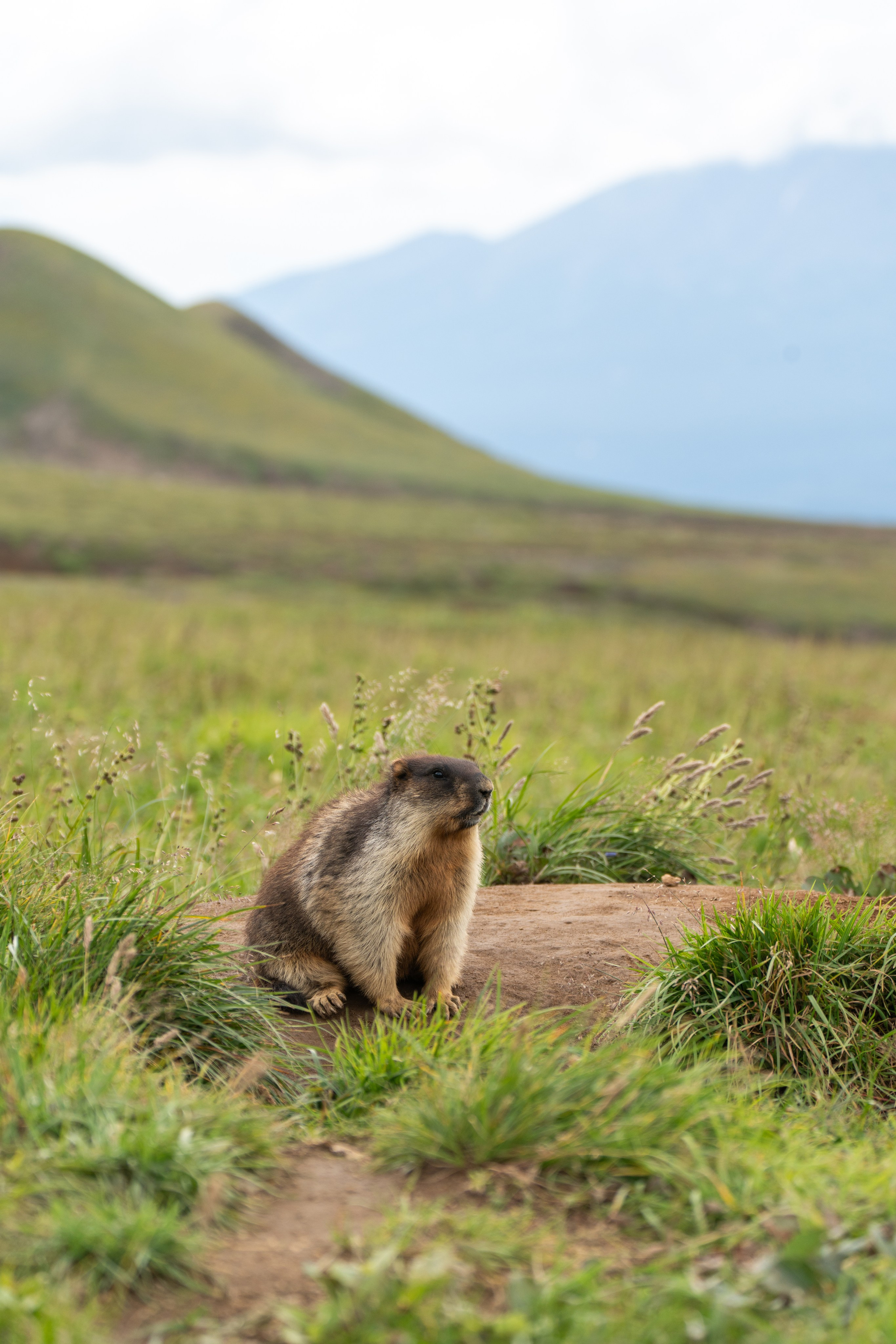 Дикий животный мир. Daria wanderer photography