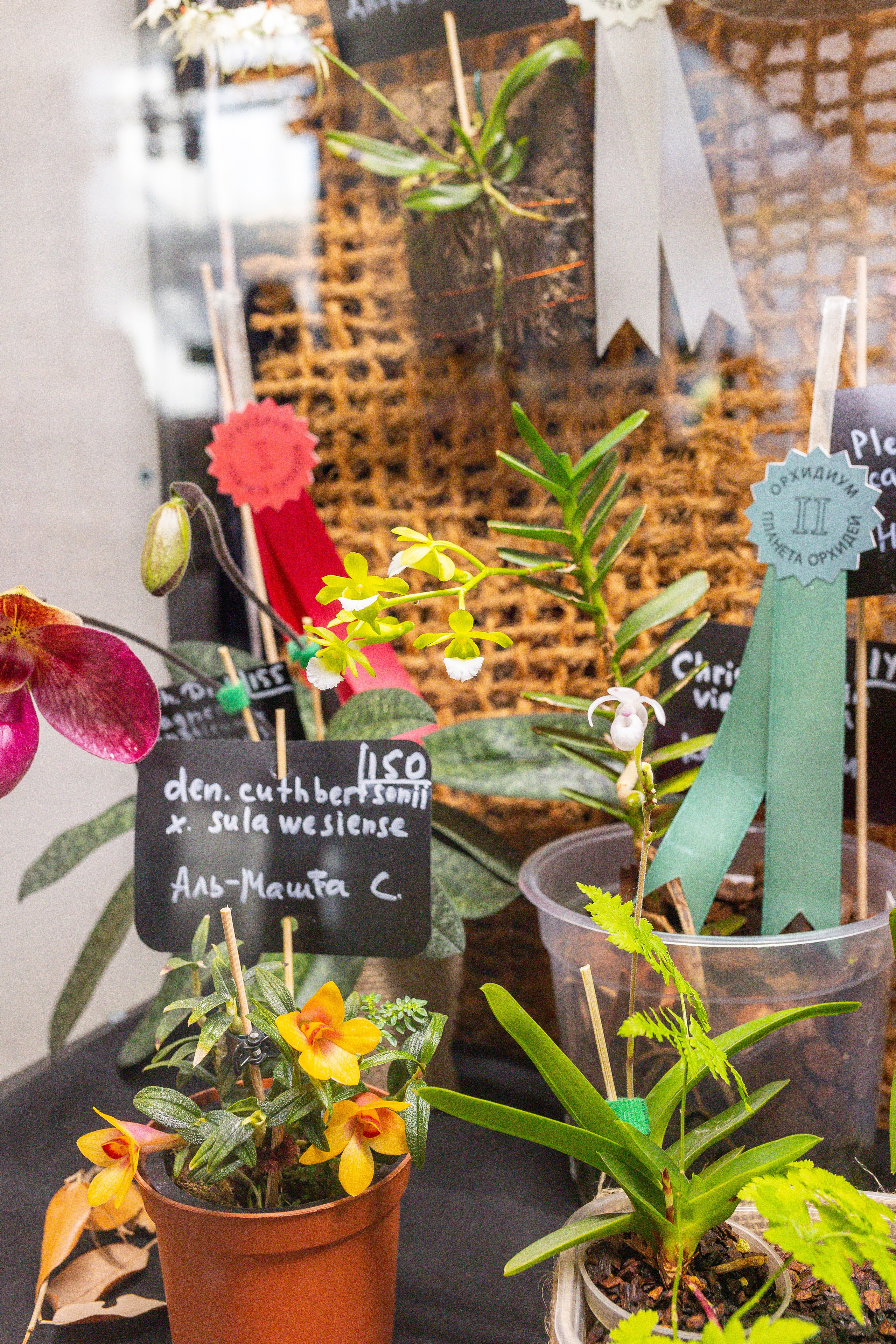 Орхидиум сентябрь 2025. Александра Куликова фотограф, Москва