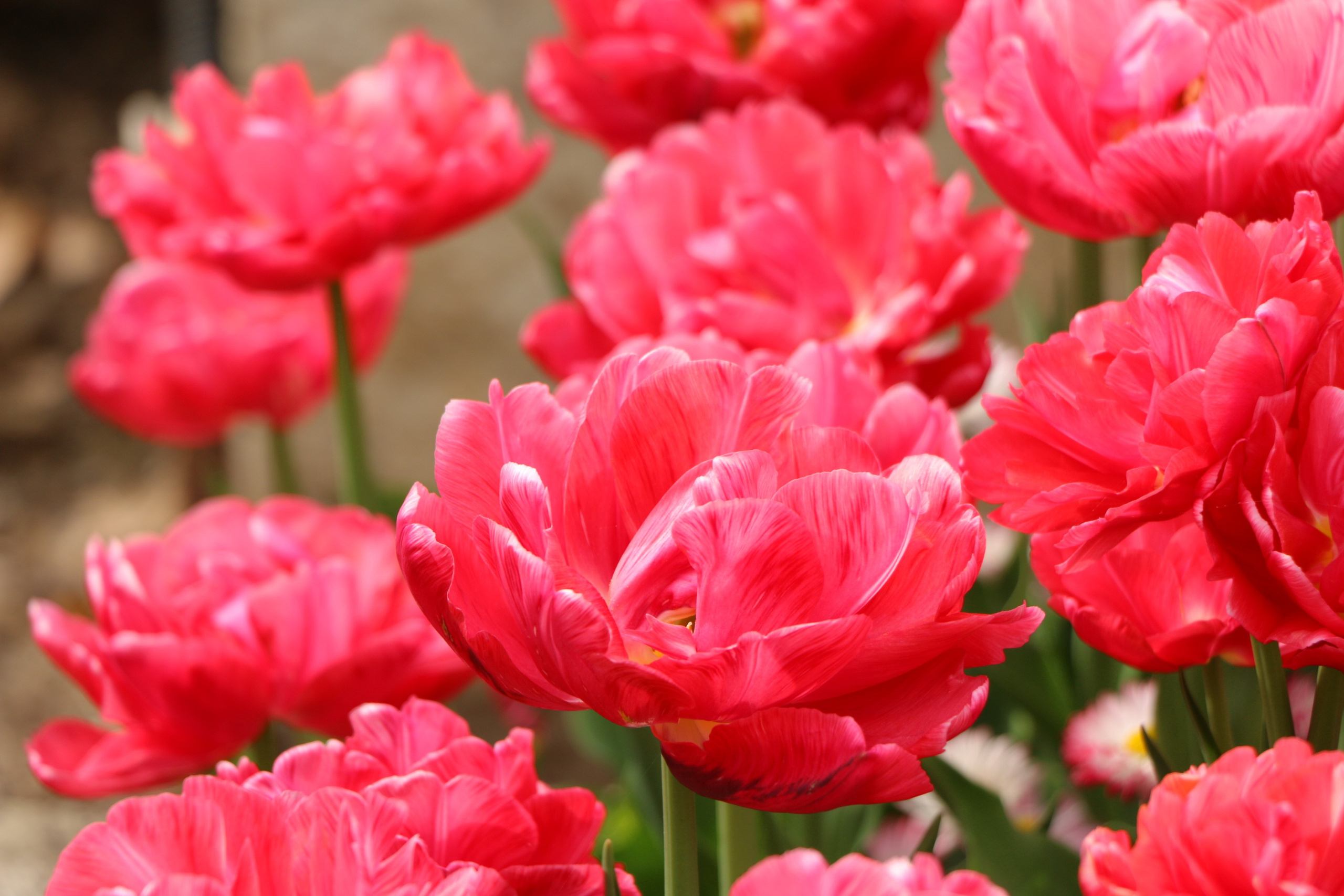 Природа. Семейный и детский фотограф в Ялте Ольга Солерина