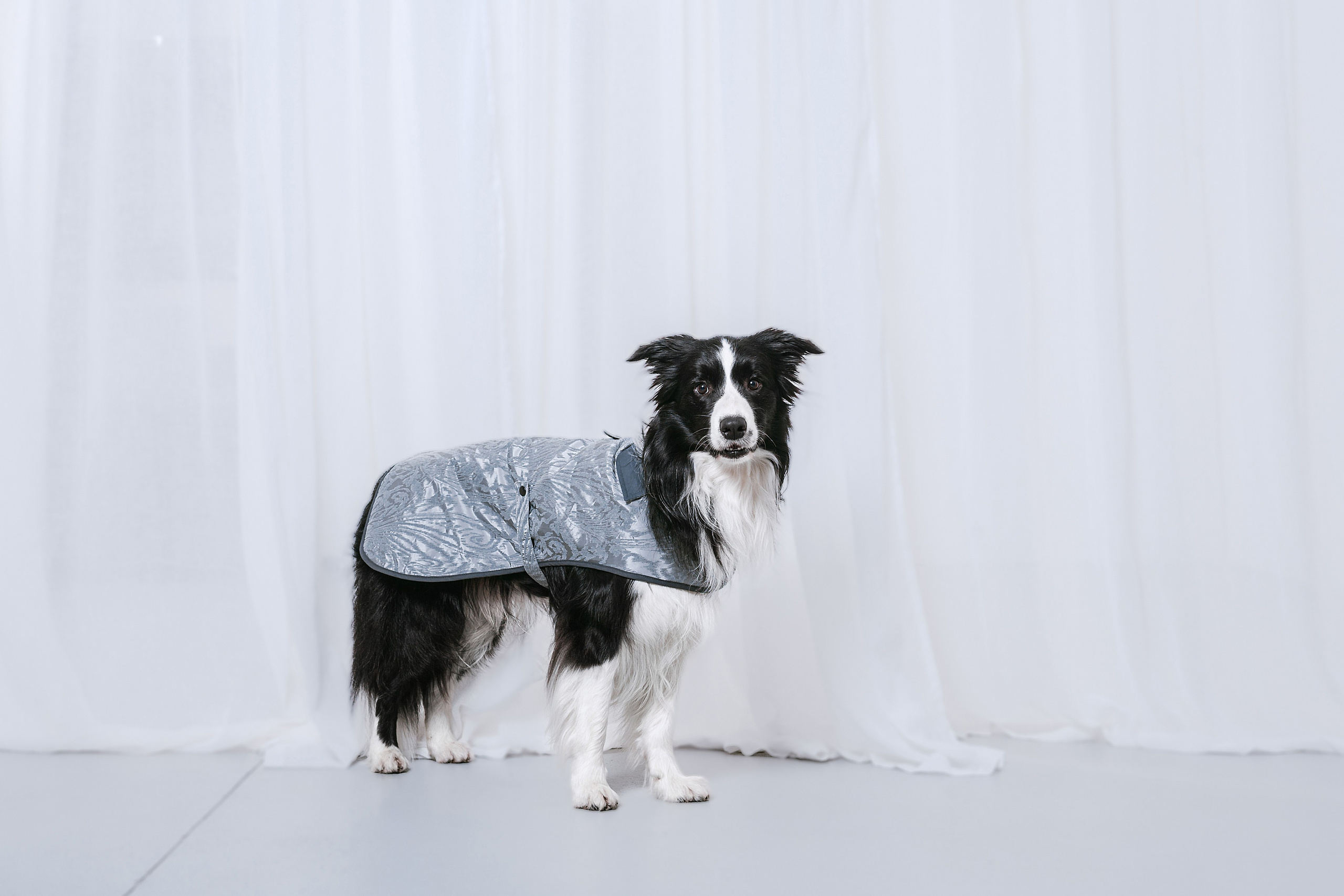 Съемка для бренда TEDDYBOY. Фотограф-анималист Татьяна Степанова