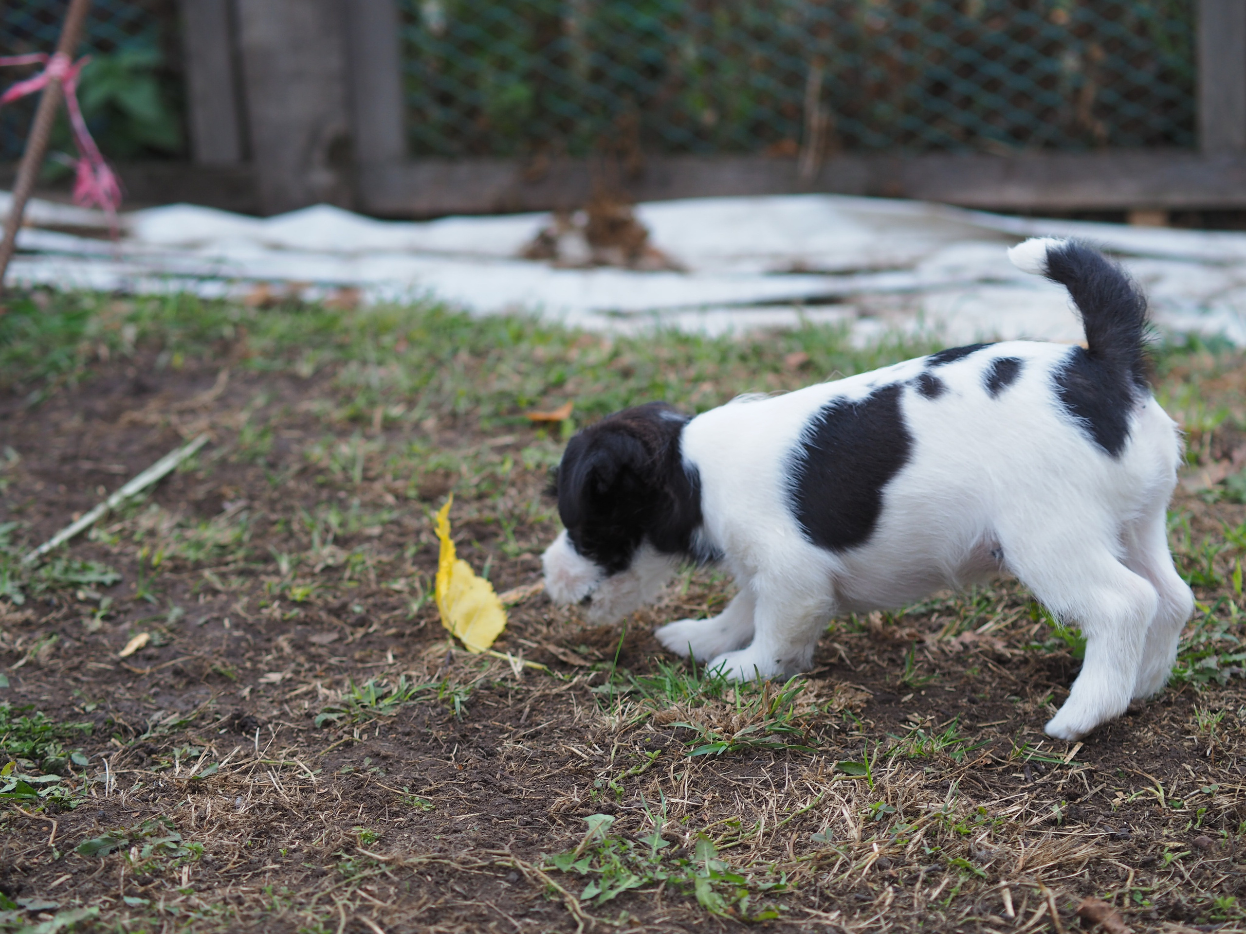Бело-черная красавица джек-рассел-терьер. КАНЕ МАЭСТРО — питомник Джек рассел терьеров
