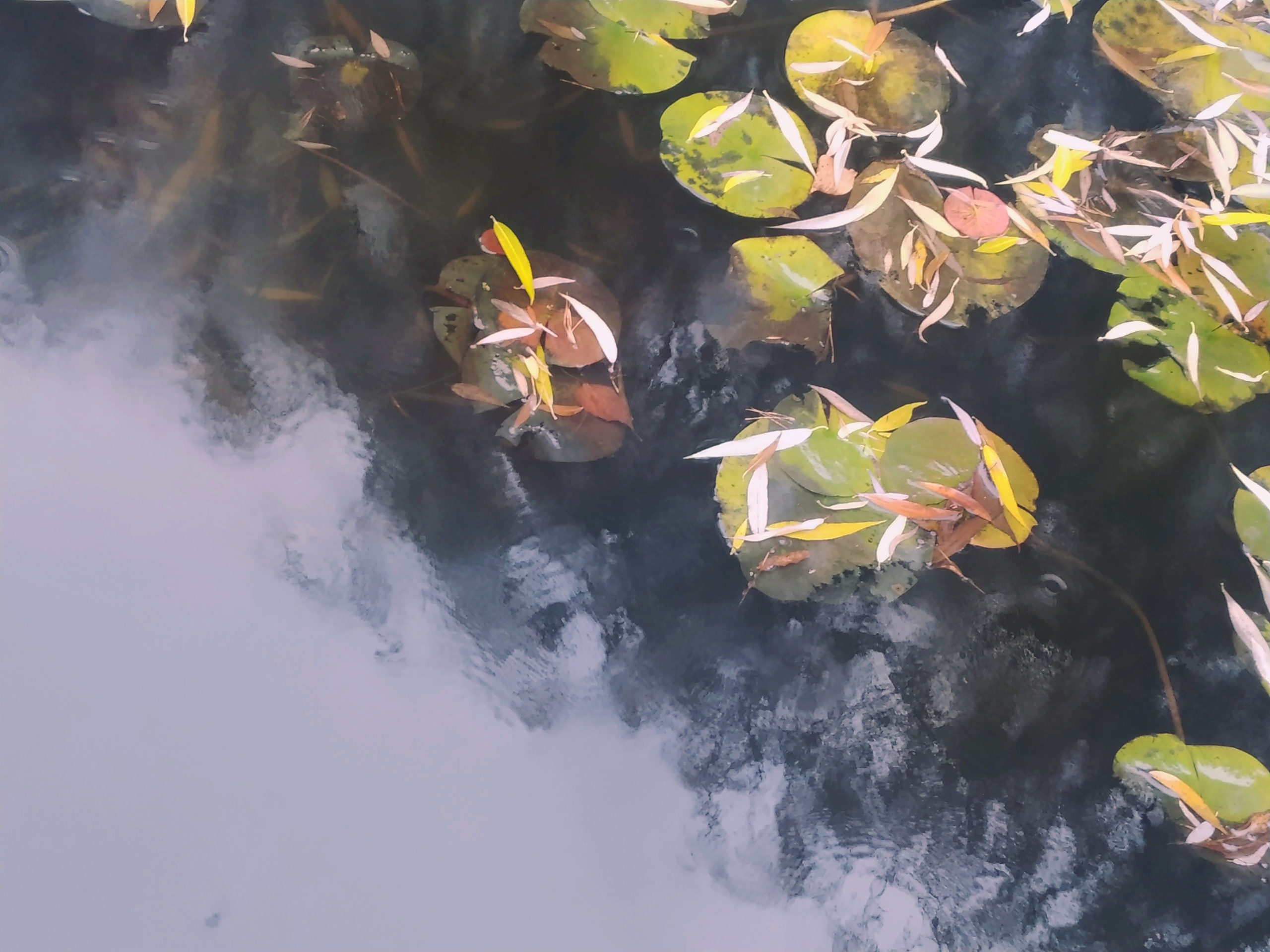 Лилия осень I. Предметная фотография. Москва