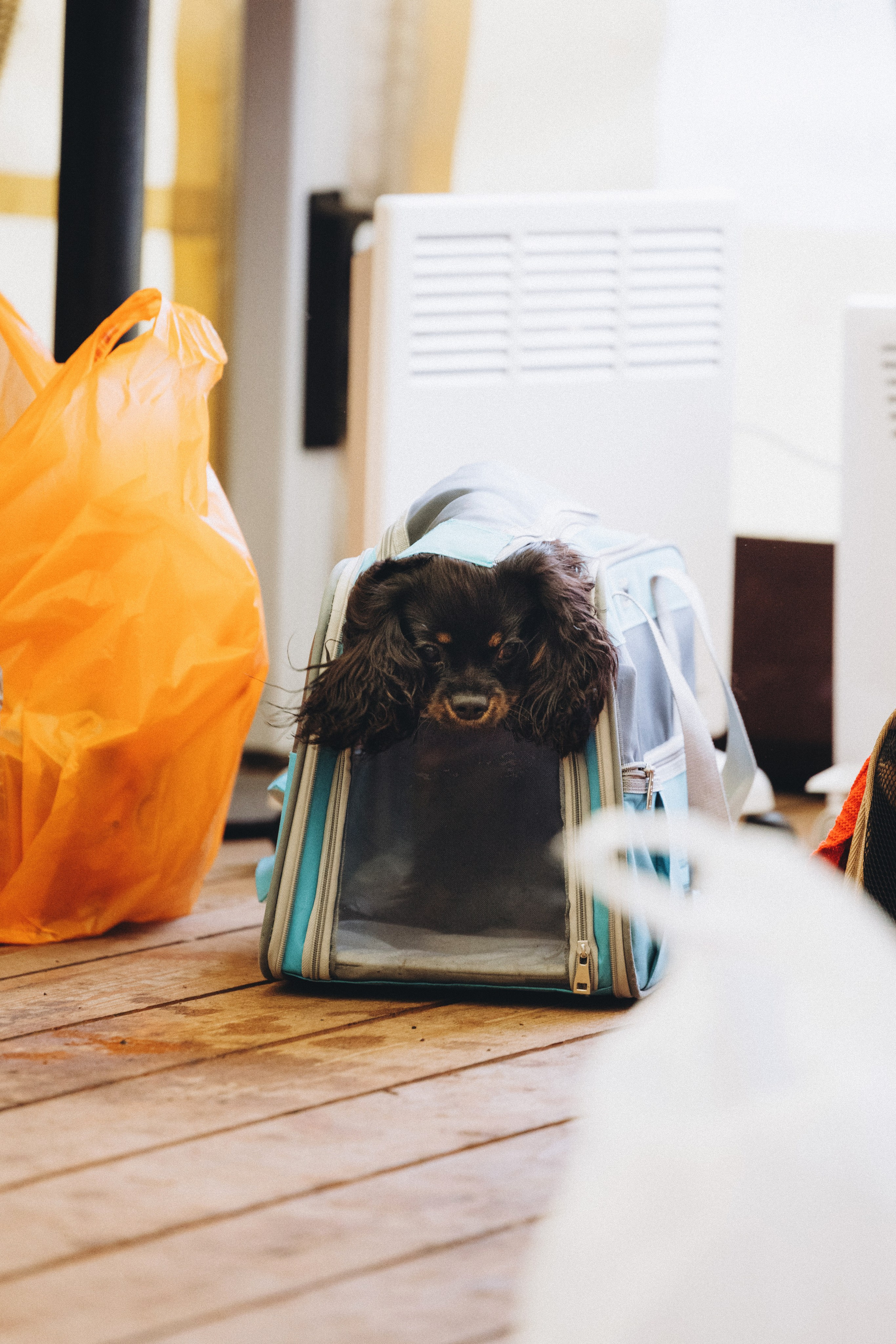 Встреча ККЧС. Фотограф анималист Осипчикова Мария