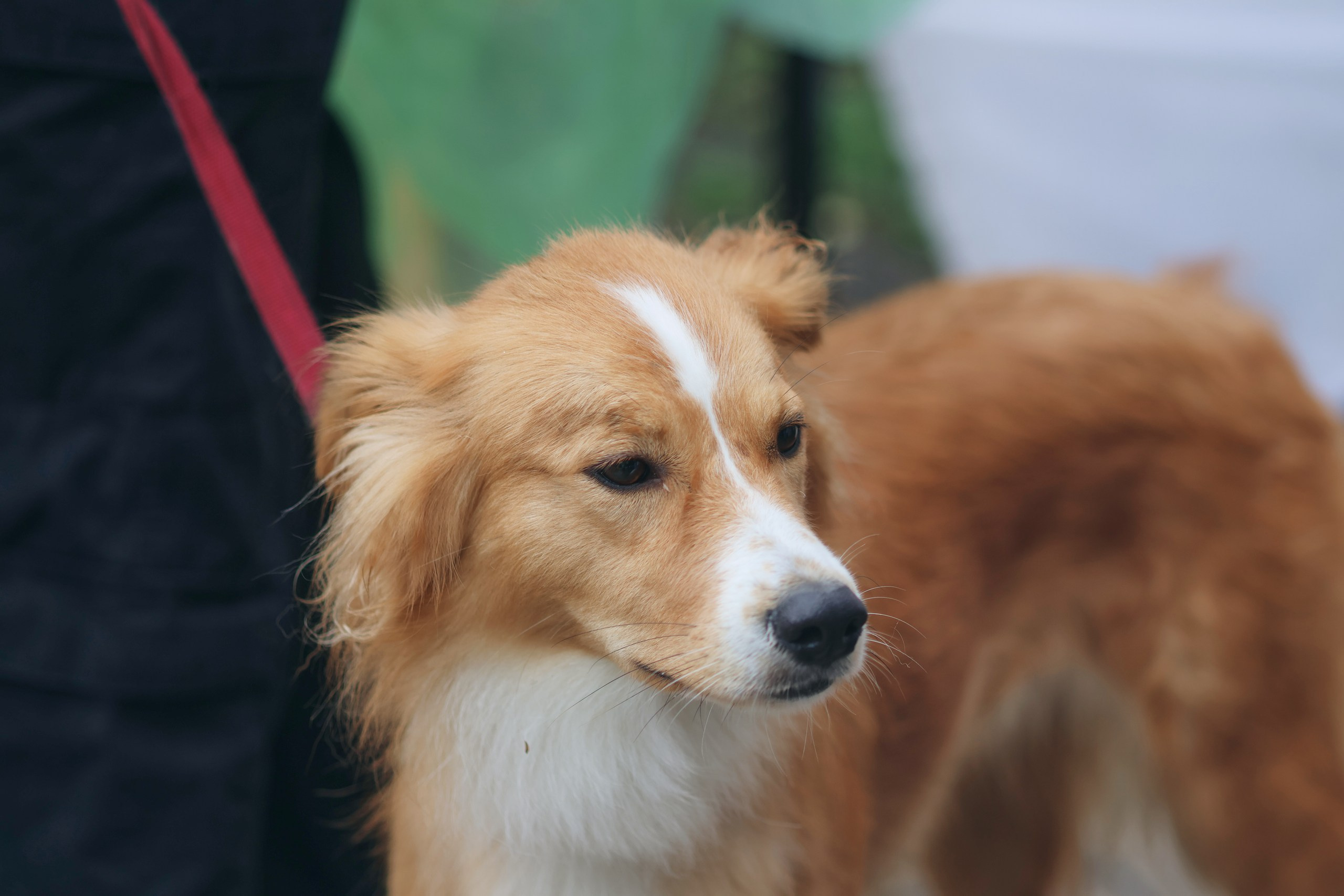 Четыре Лапы. Свадебный и репортажный фотограф Дмитрий Кононенко