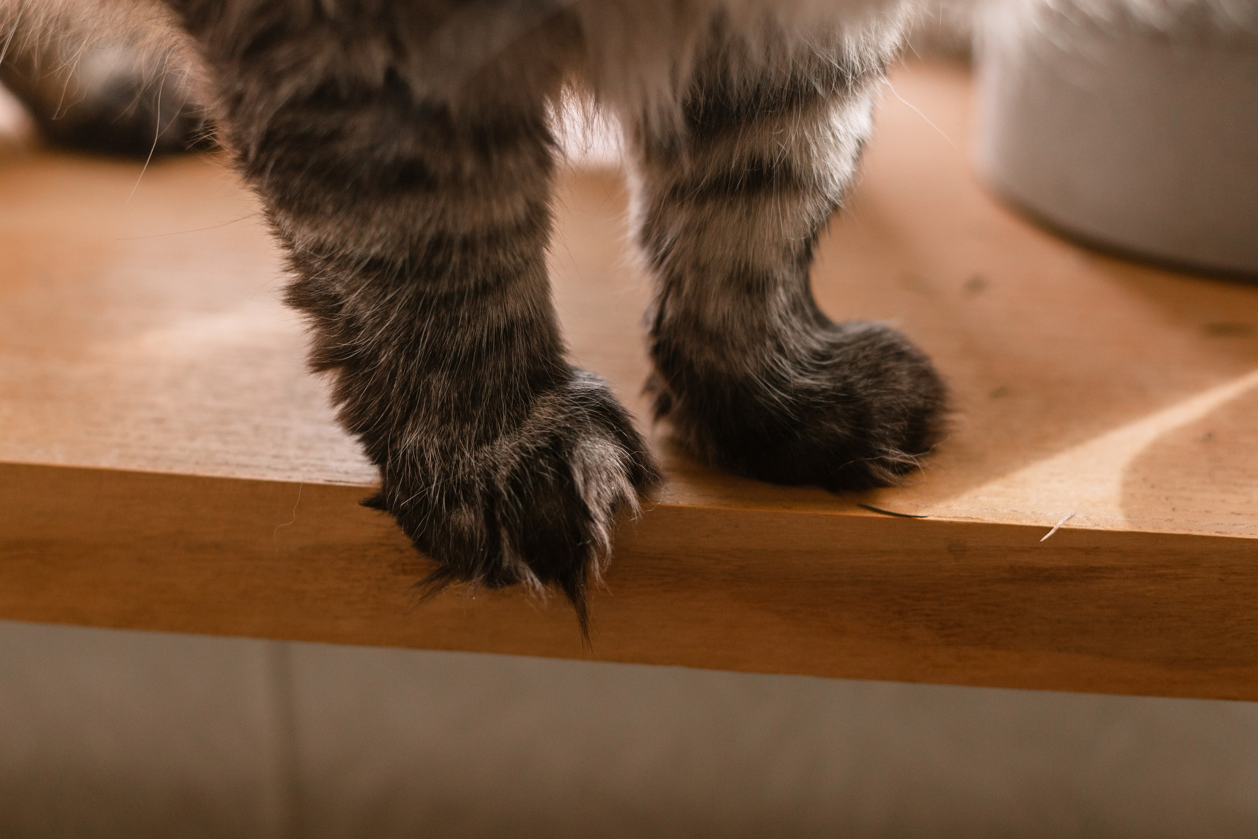 Домашняя фотосессия кота. Фотограф-анималист Татьяна Степанова