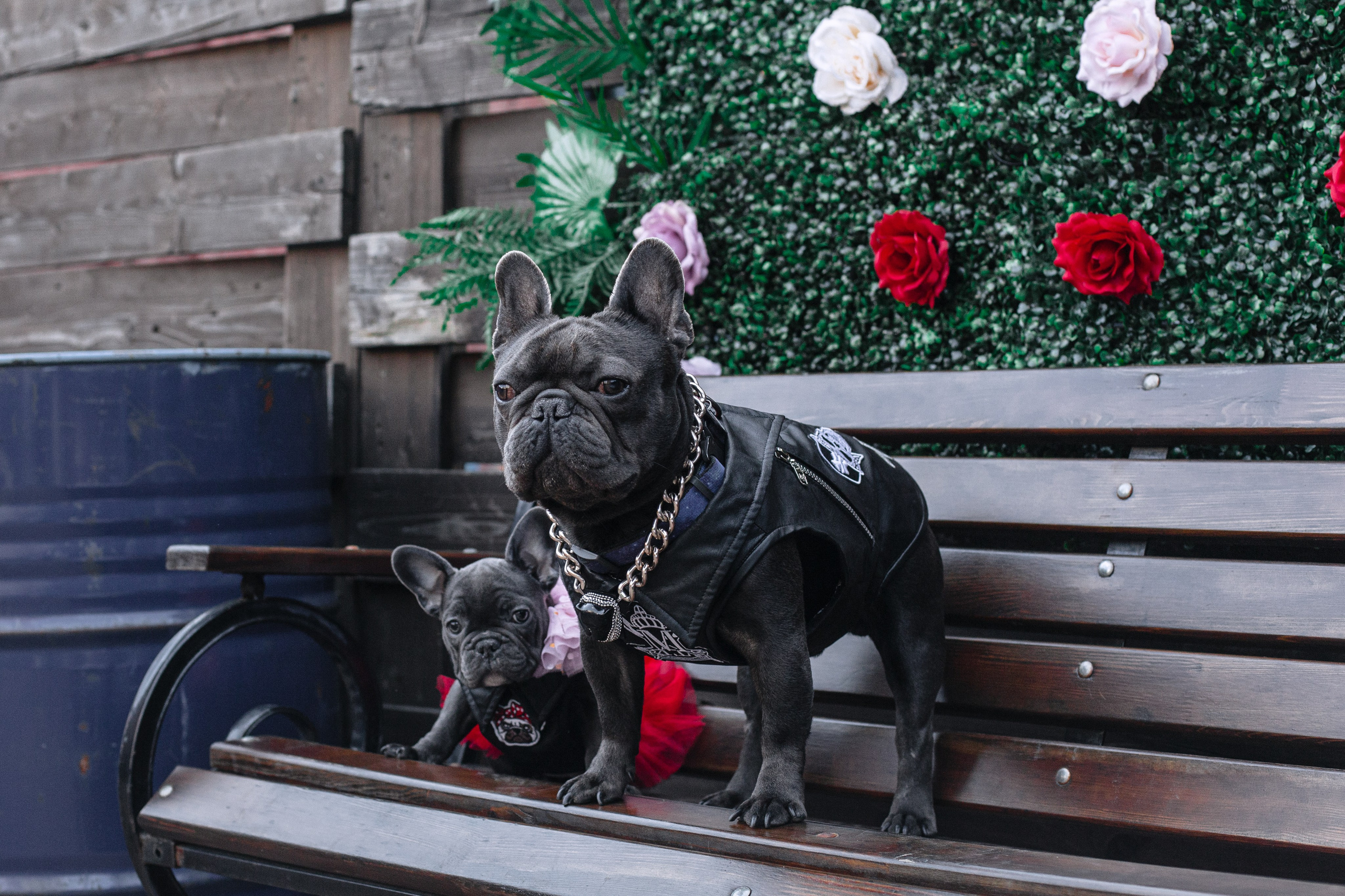 Бульбалл 23.04.2023. Фотограф-анималист Татьяна Степанова