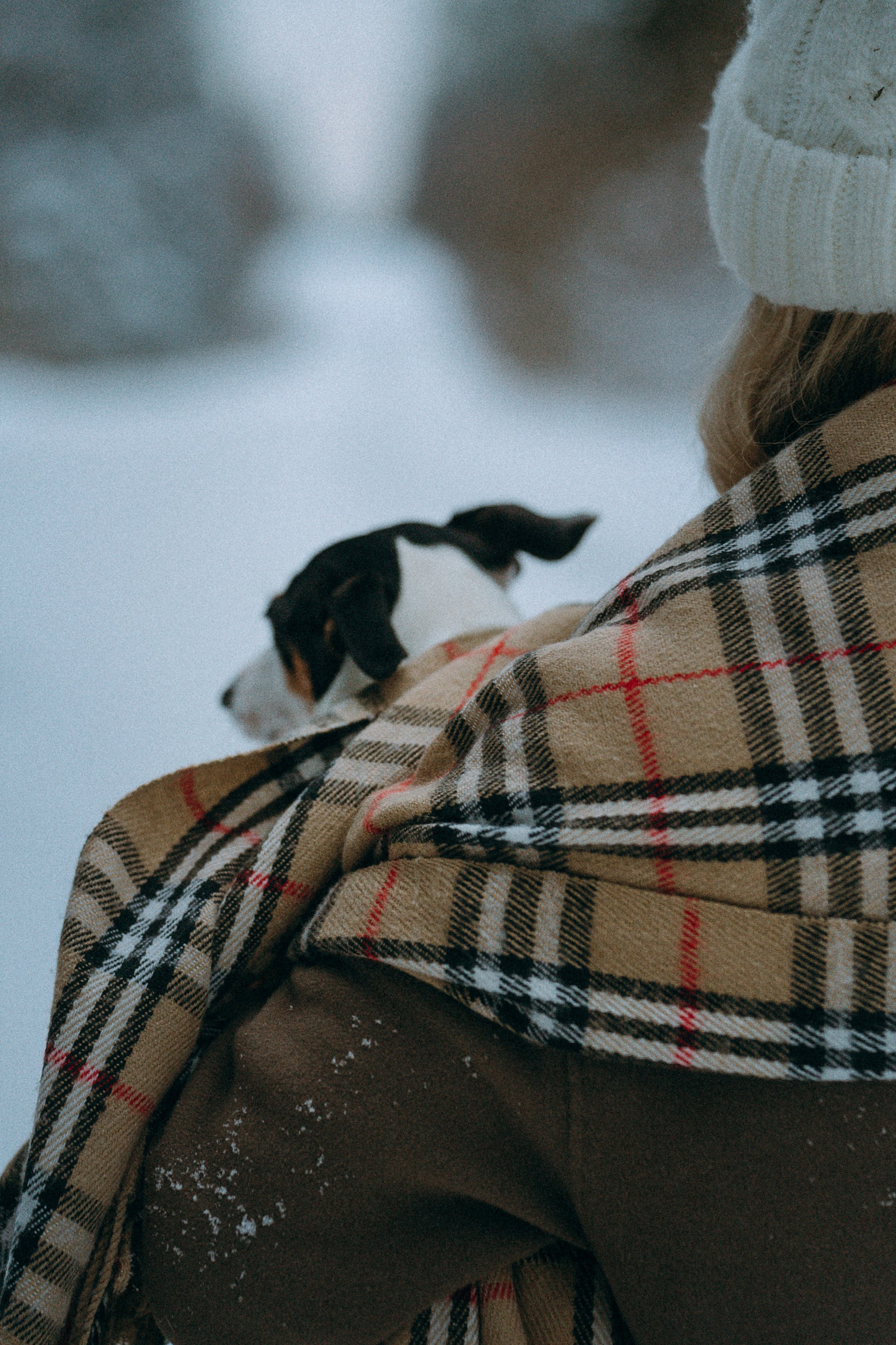 Алина, Ваниль и Элис. Фотограф анималист в Москве и Санкт-Петербурге Свиридова Анна