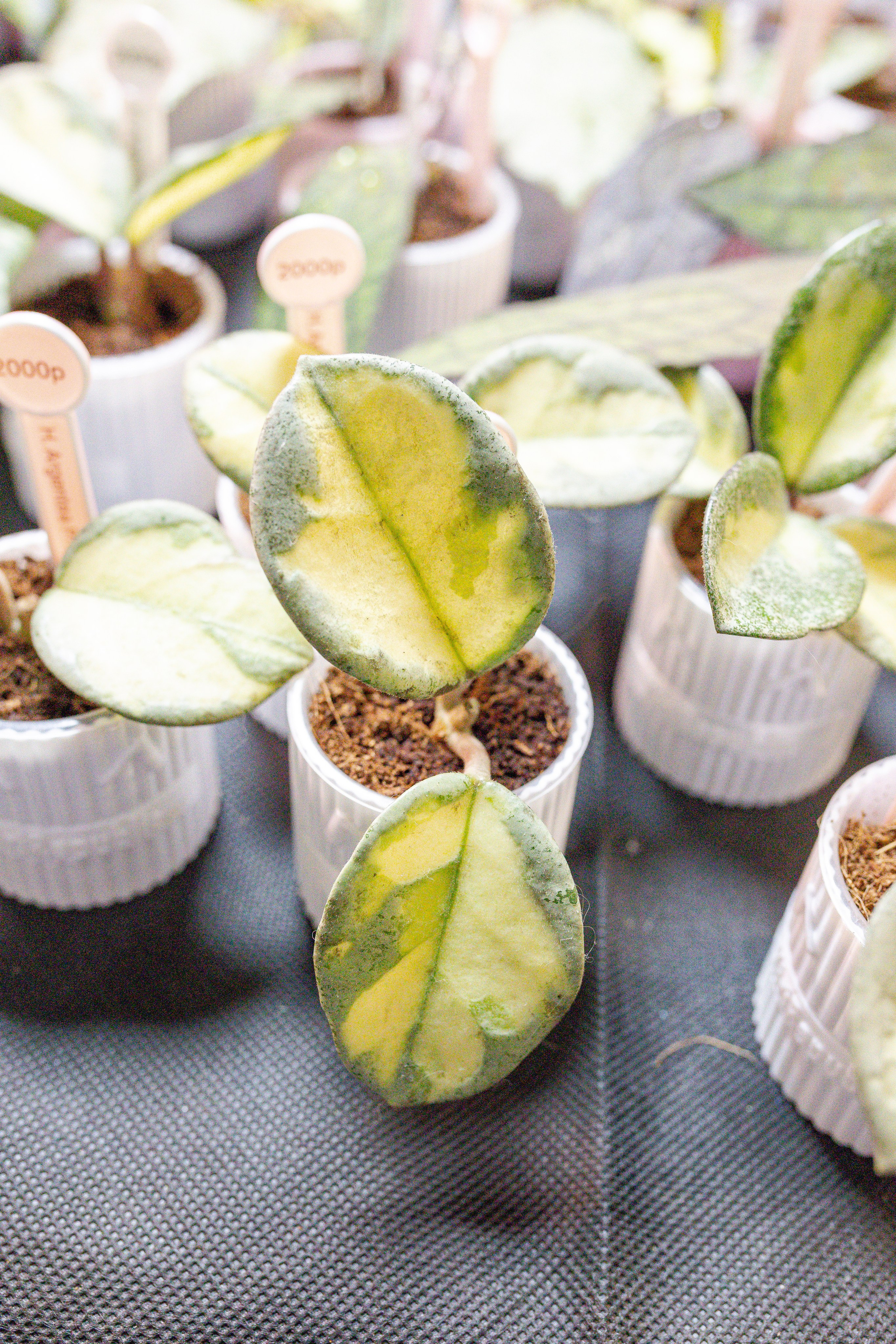 Монстериум апрель 2026. Александра Куликова фотограф, Москва