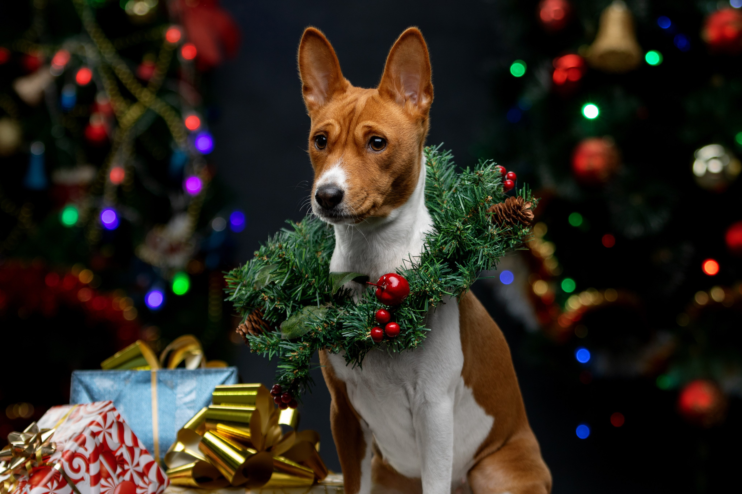 Отзывы. Фотограф-анималист Юлия Зубкова