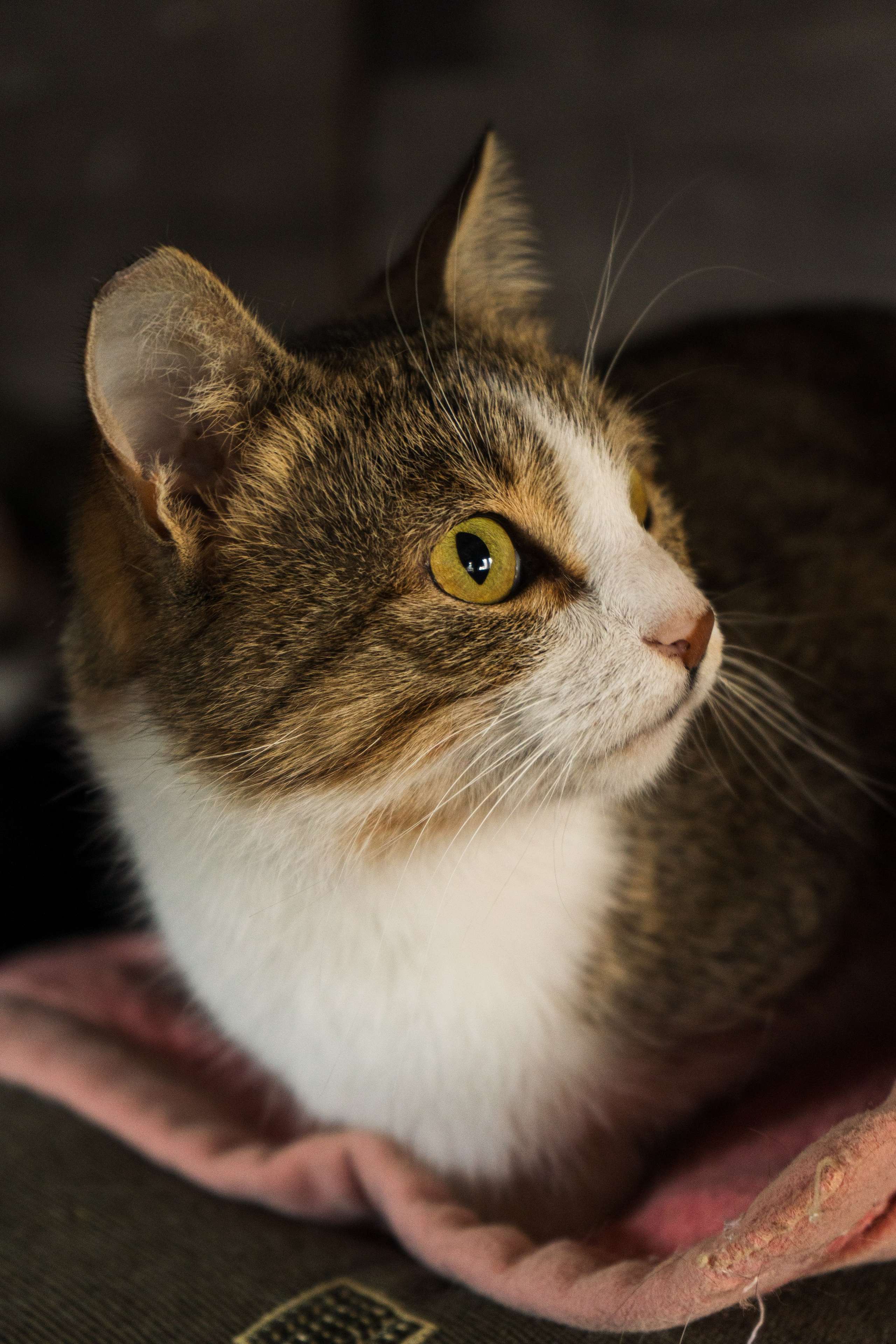 Pets. Makaroshkassirom — photographer in Minsk