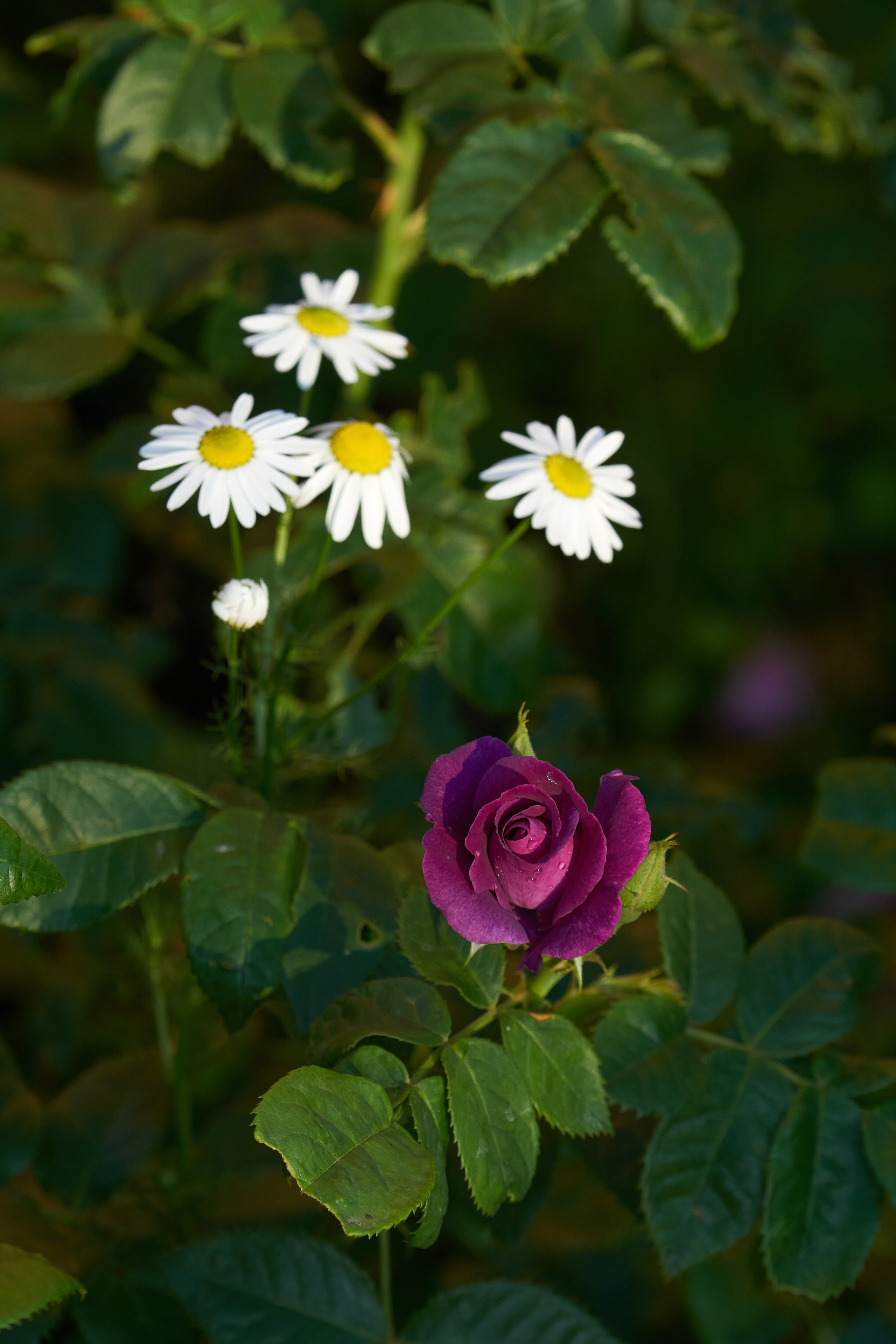 Наша мать — природа. Фотограф Владимир Артамонов