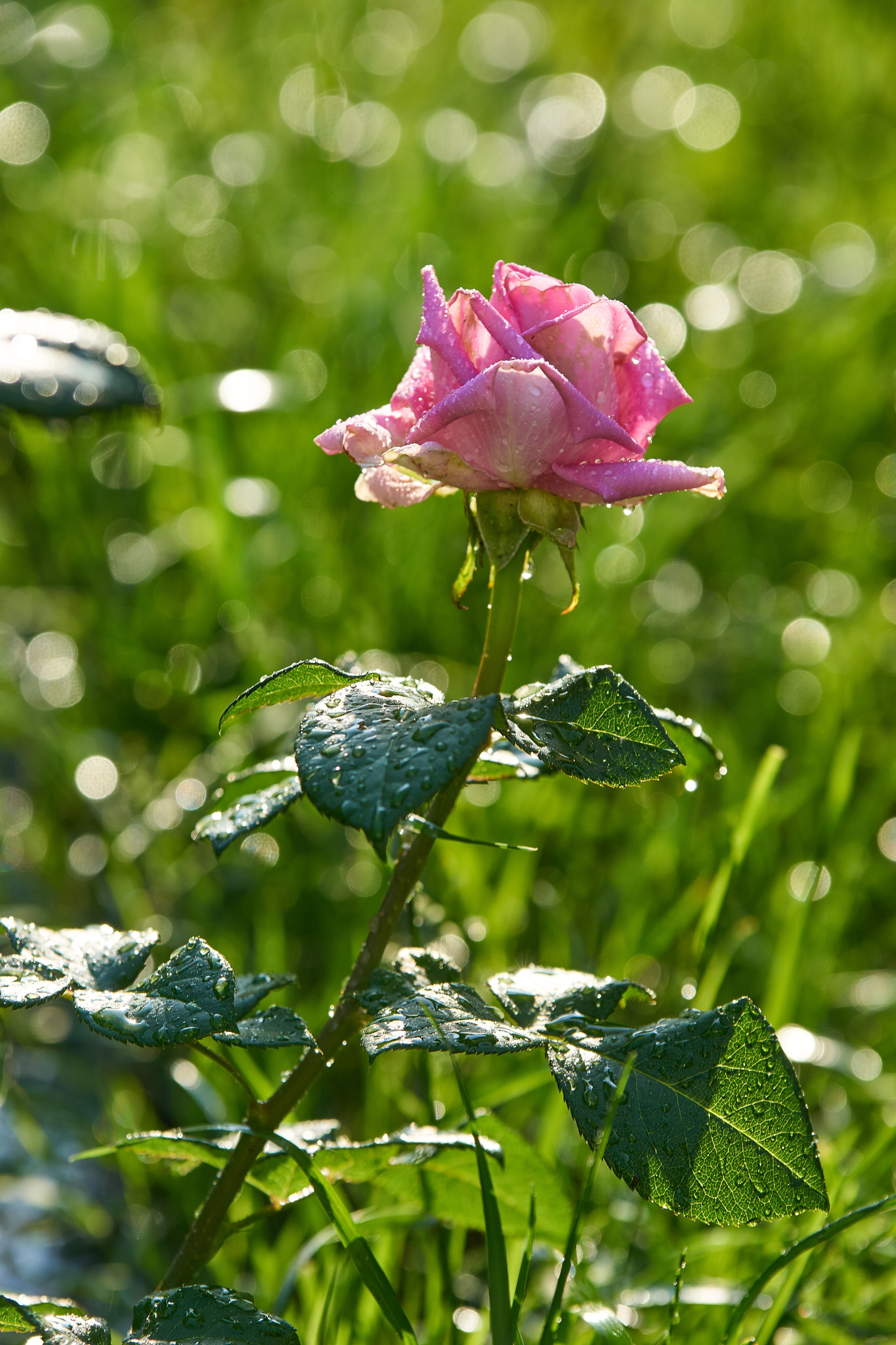 Наша мать — природа. Фотограф Владимир Артамонов