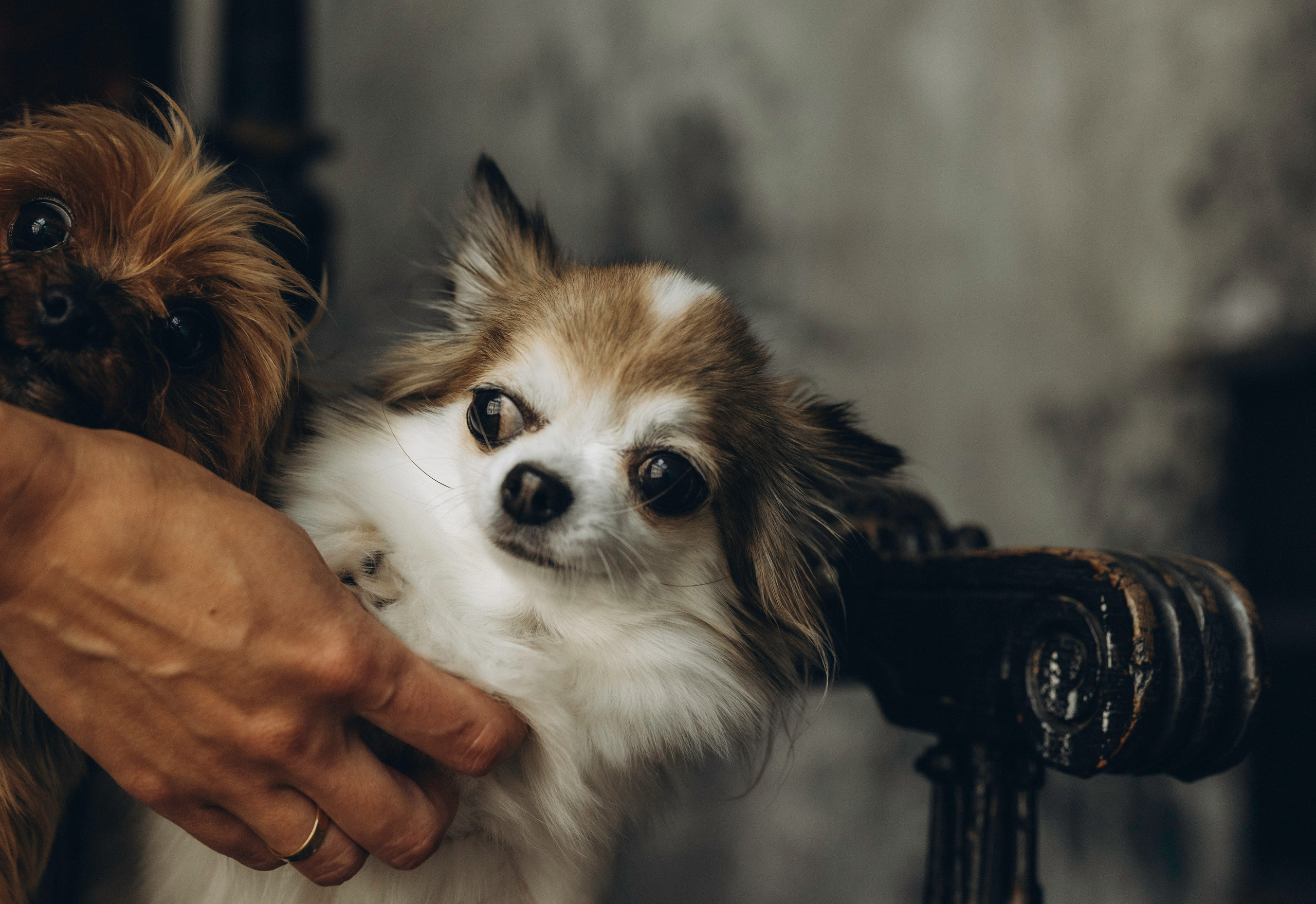 Габриела и ее хвостики. Татьяна Афонина | Фотограф