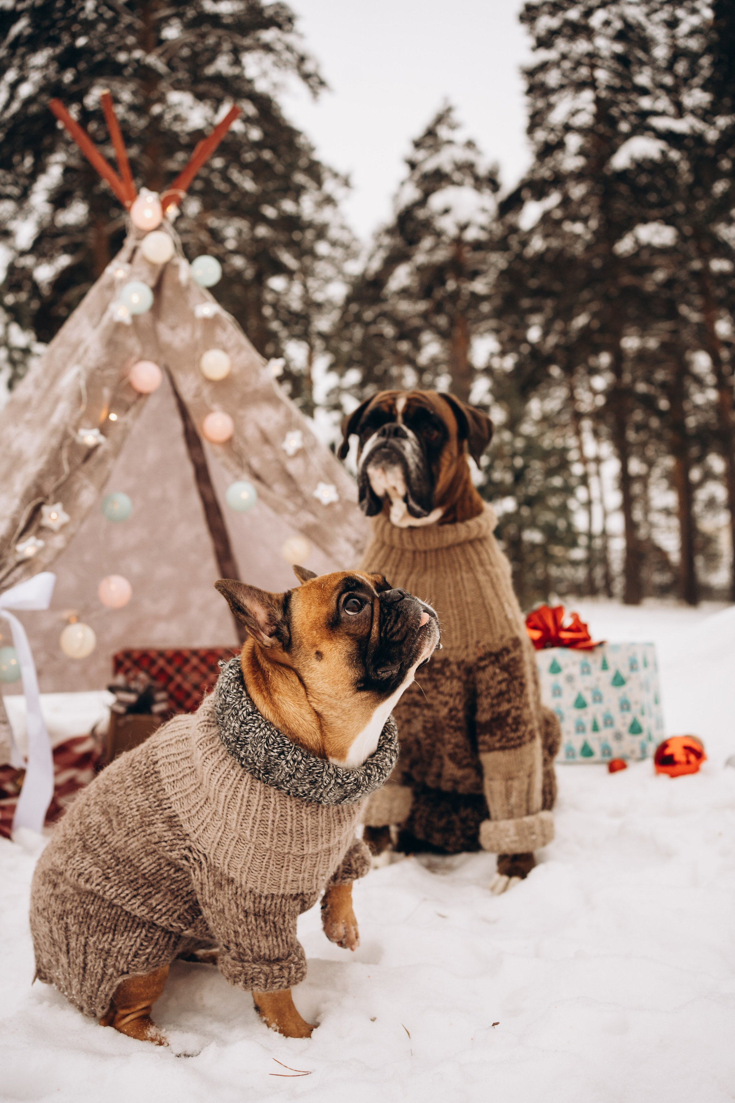 Г. Миасс 2023-2024. Фотограф-анималист Анастасия Большакова