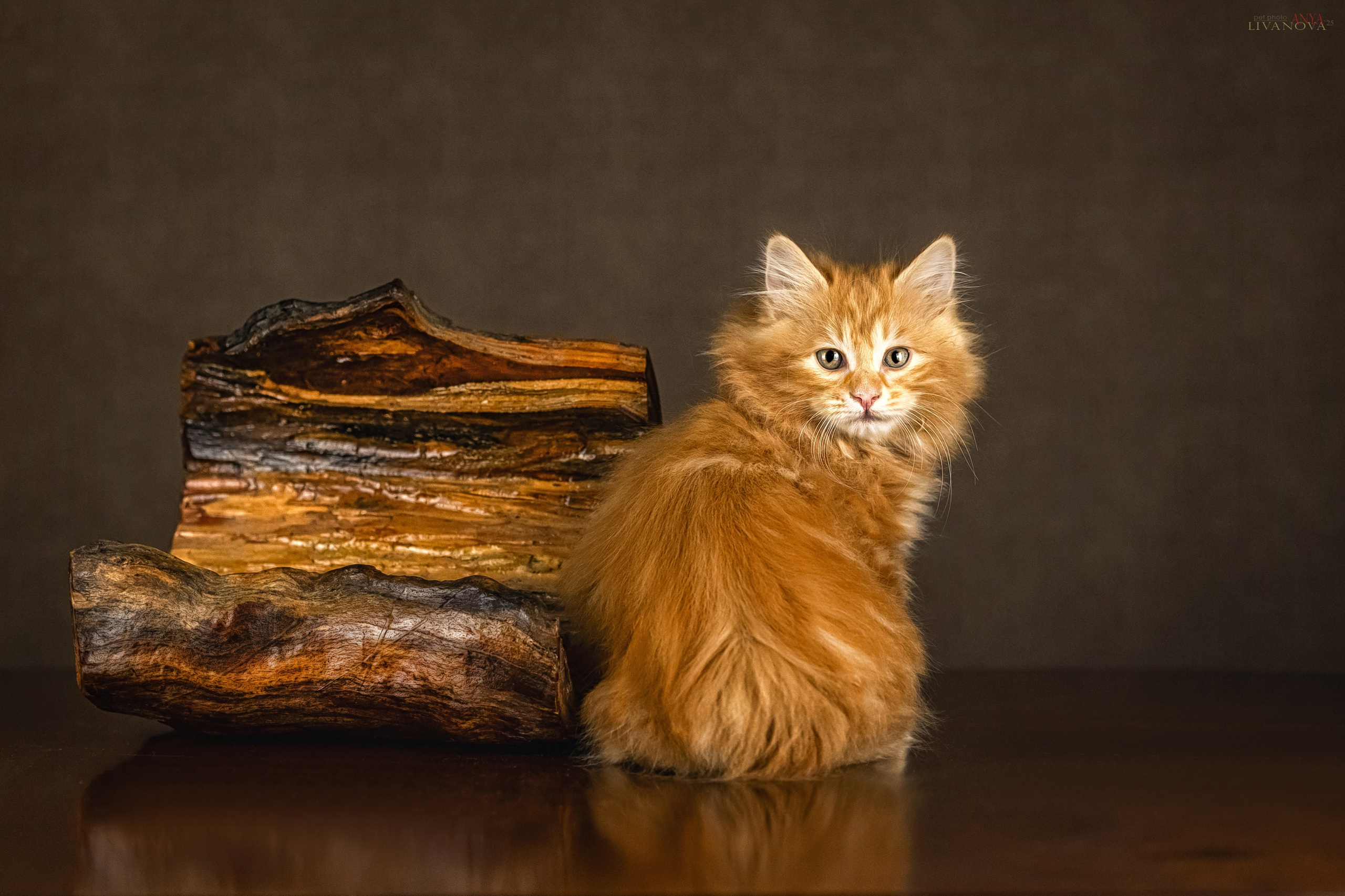 Бобтейлы. Фотограф анималист Аня Ливанова | Рыбинск