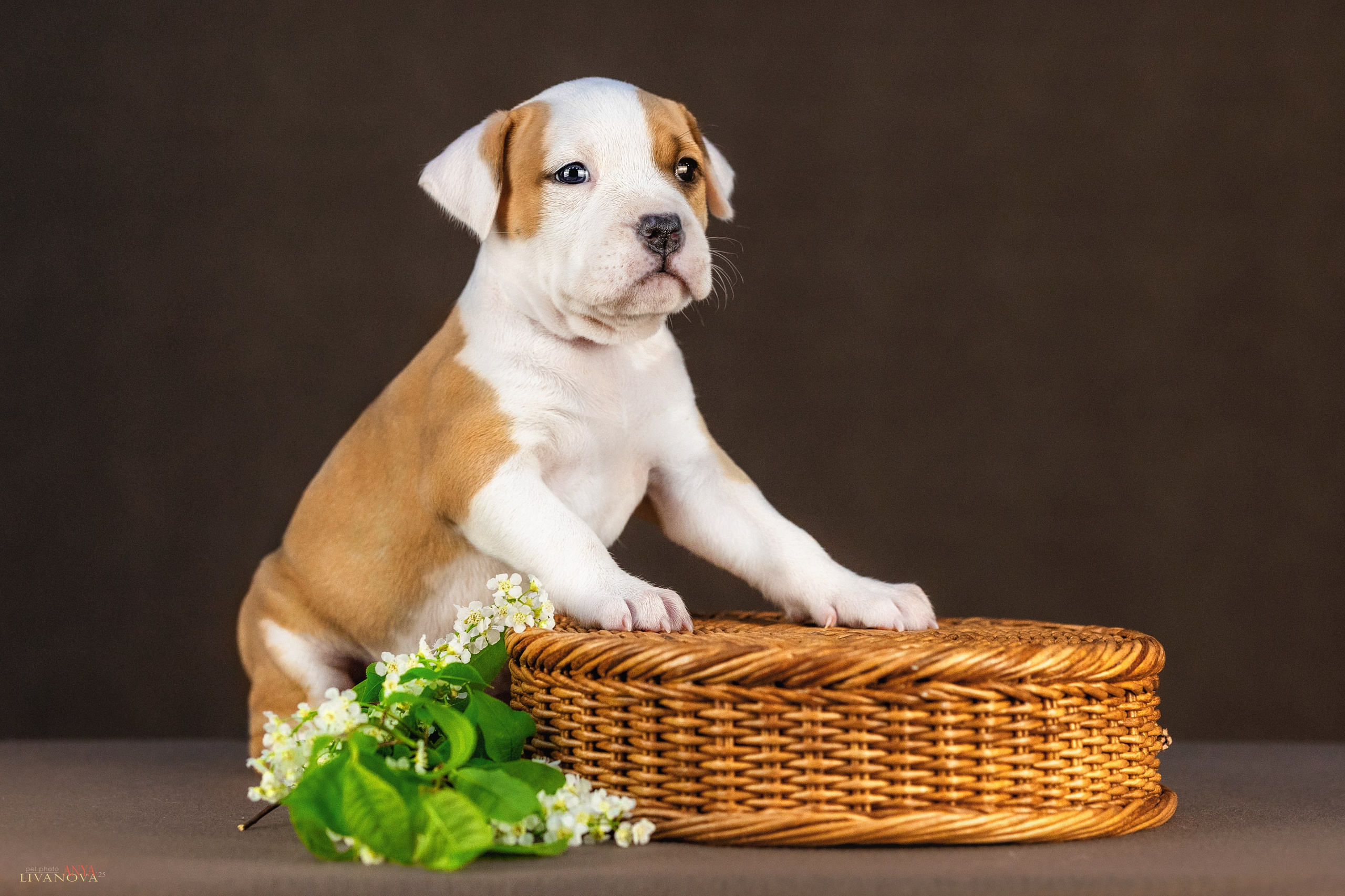 Стаффики. Фотограф анималист Аня Ливанова | Рыбинск