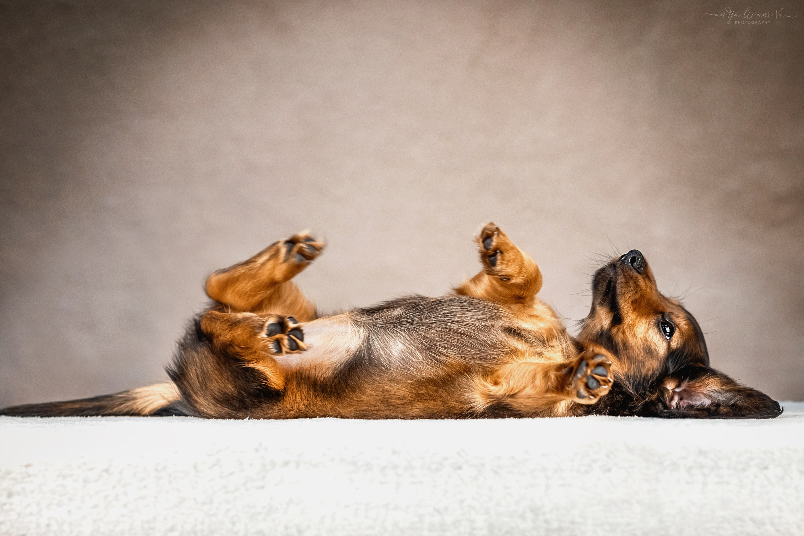 Таксята. Фотограф анималист Аня Ливанова | Рыбинск